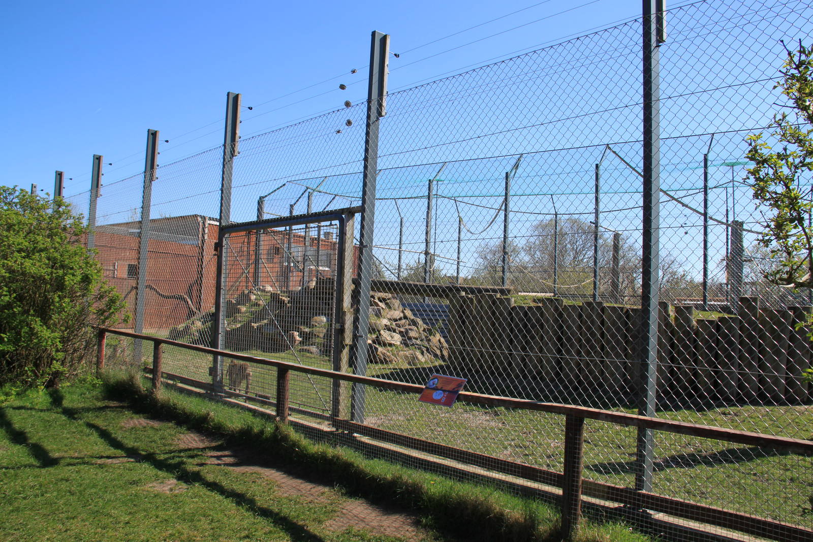 Hamadryas Baboon Enclosure