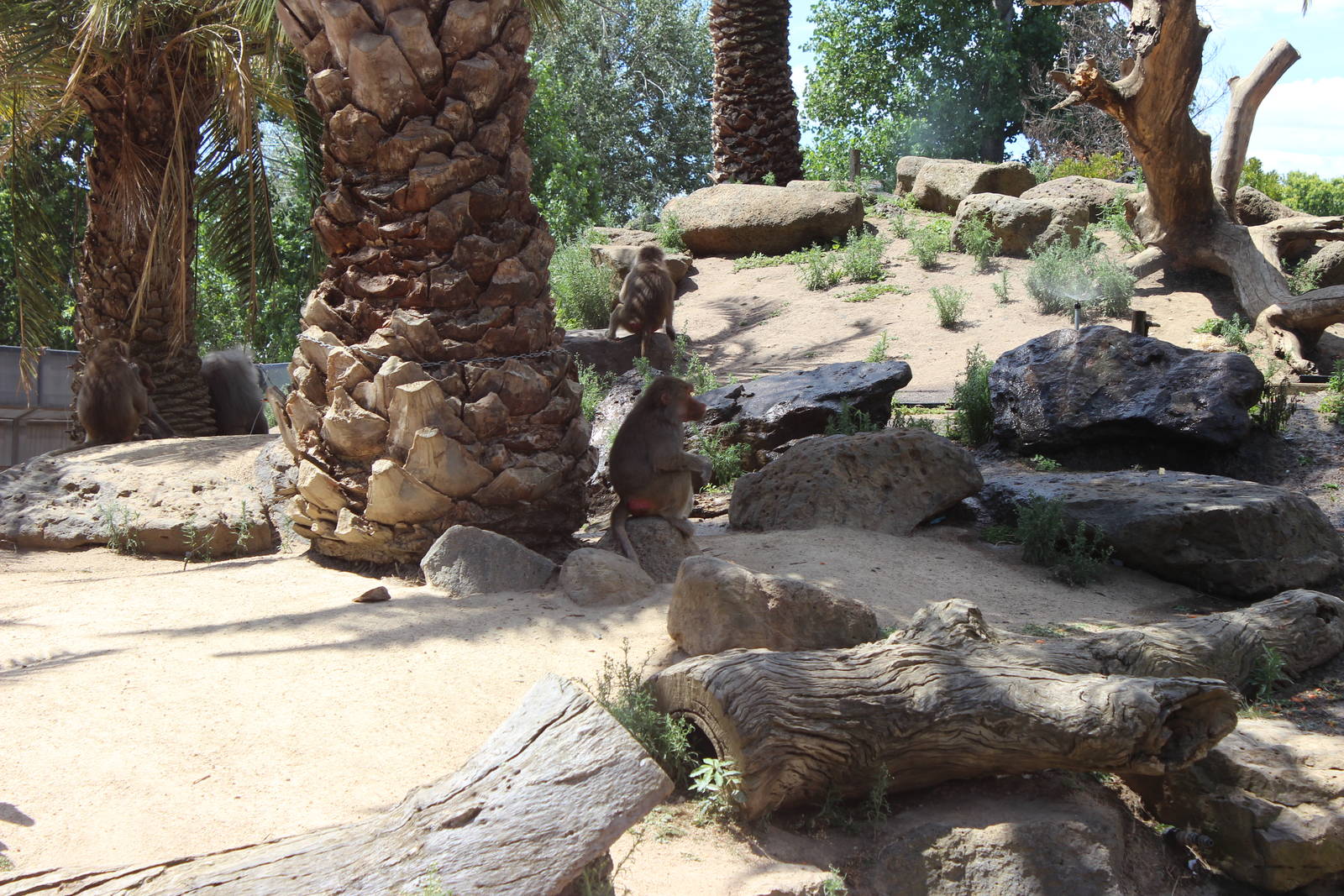 Hamadryas Baboon Enclosure
