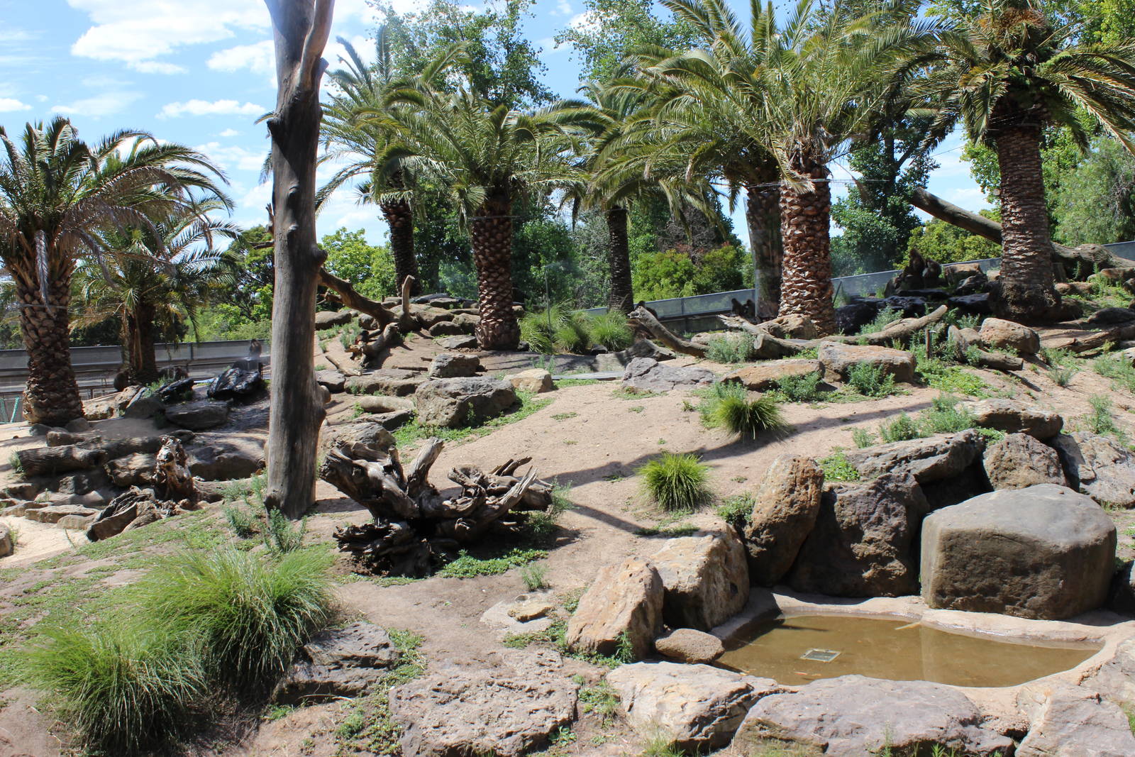 Hamadryas Baboon Enclosure