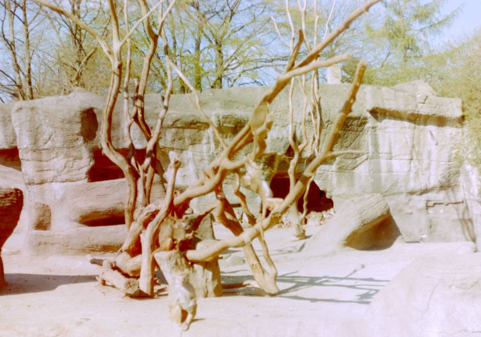 Hamadryas baboon enclosure