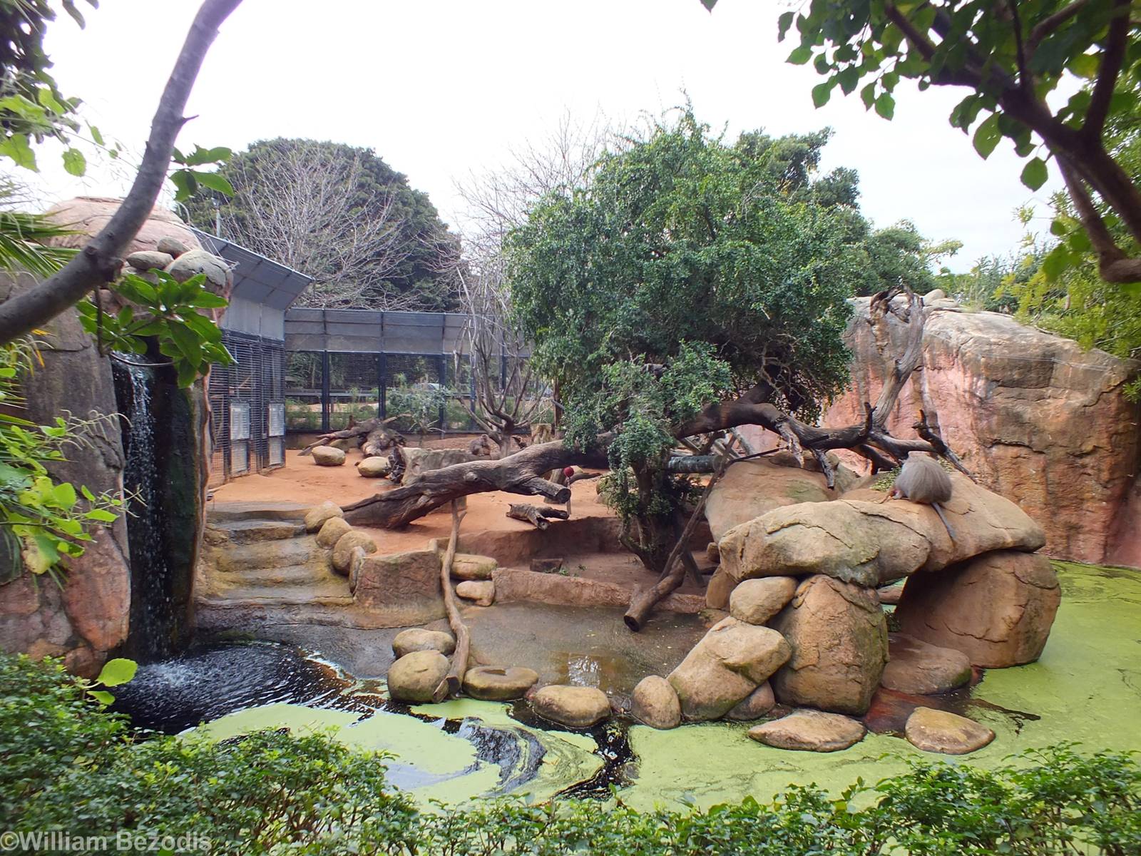 Hamadryas Baboon Enclosure