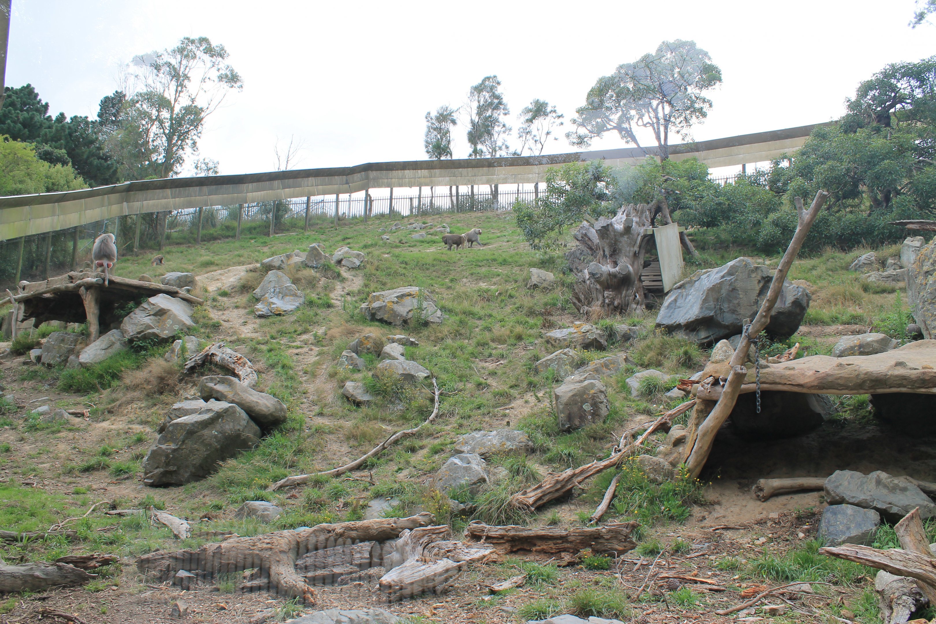 Hamadryas Baboon enclosure