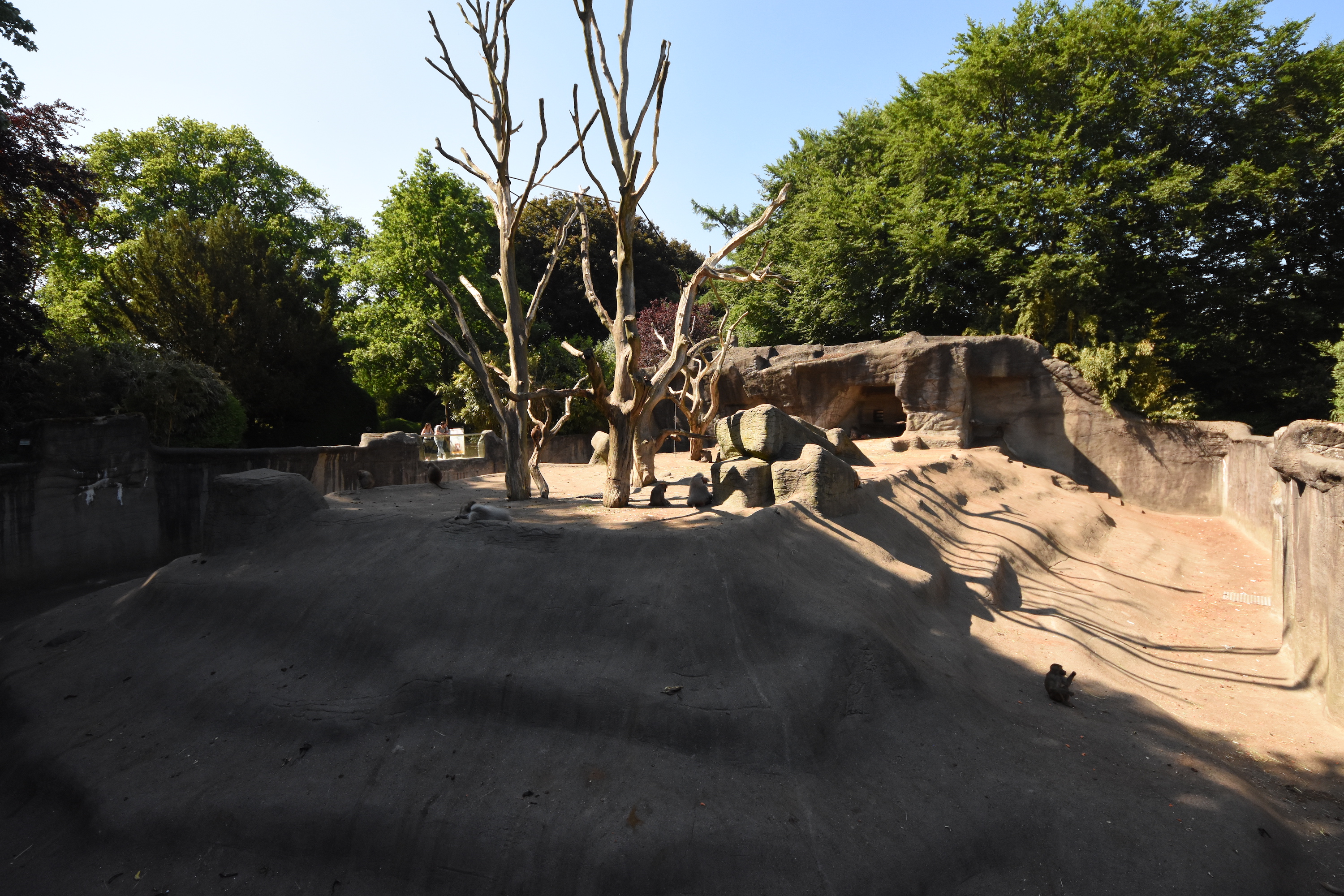 Hamadryas baboon enclosure