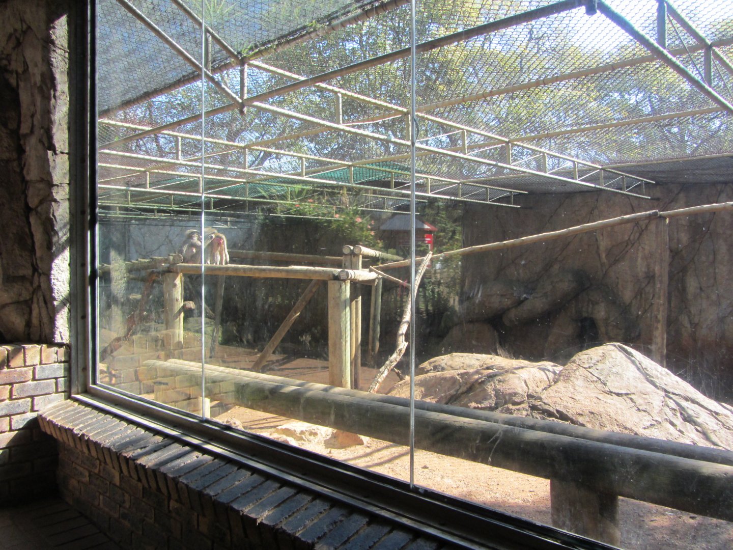Hamadryas Baboon Enclosure