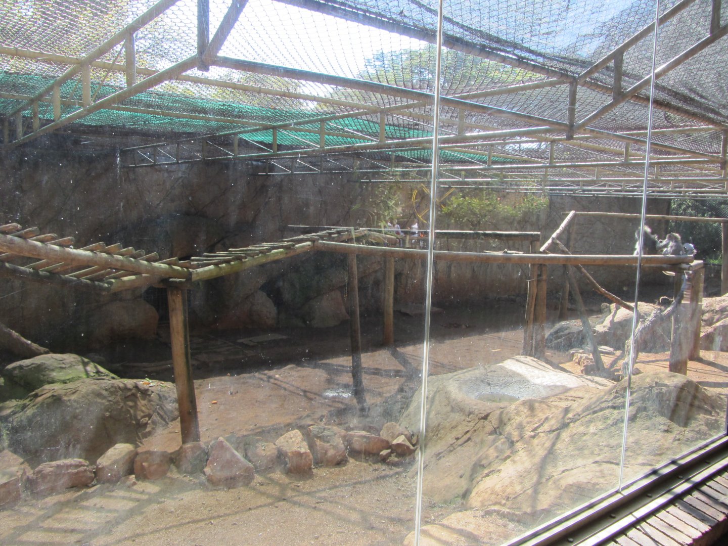 Hamadryas Baboon Enclosure