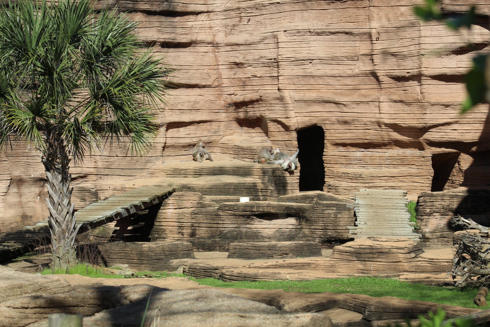 Hamadryas Baboon Enclosure