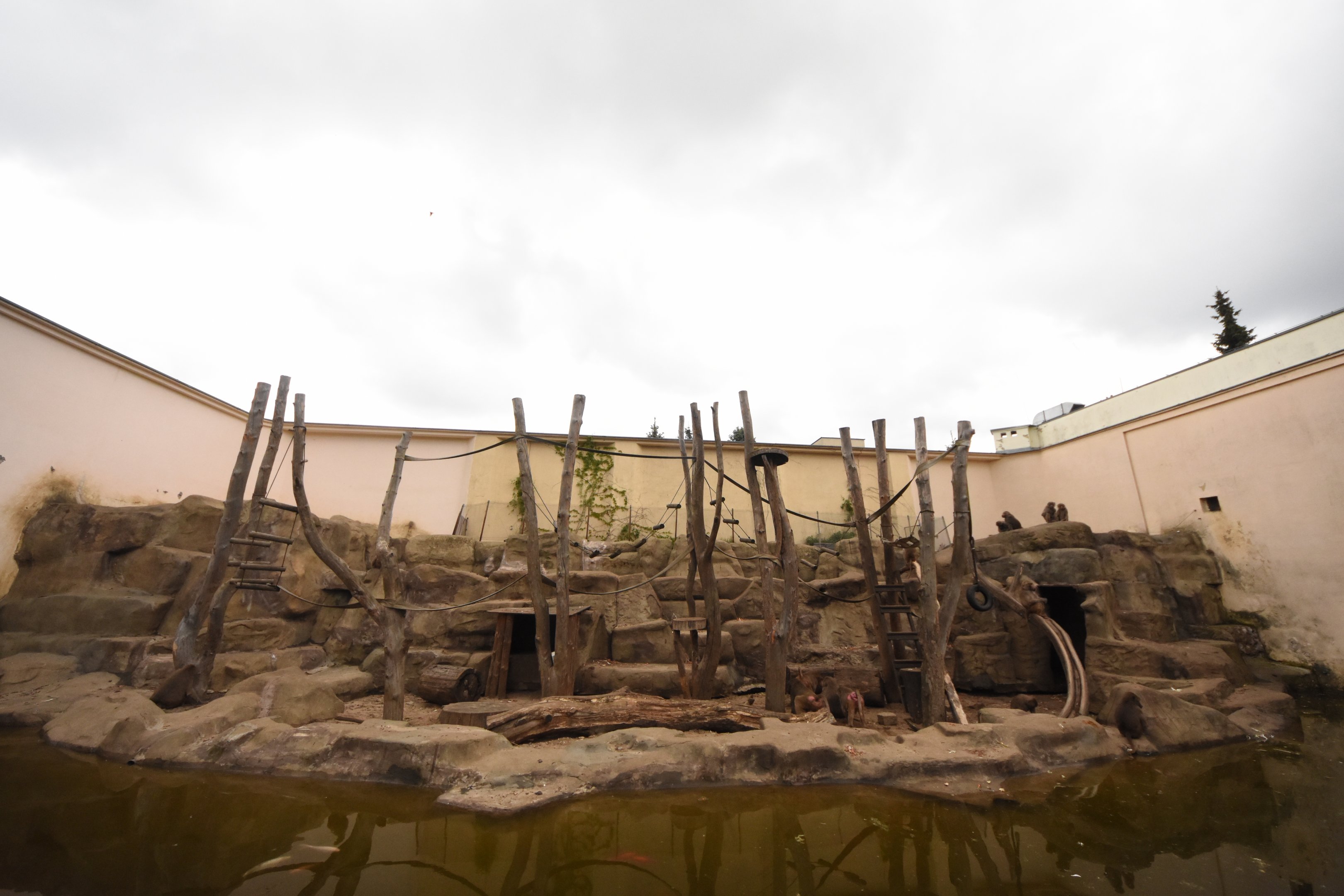 Hamadryas baboon enclosure