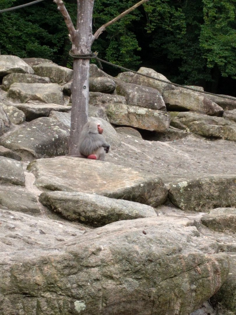 Hamadryas baboon Enclosure
