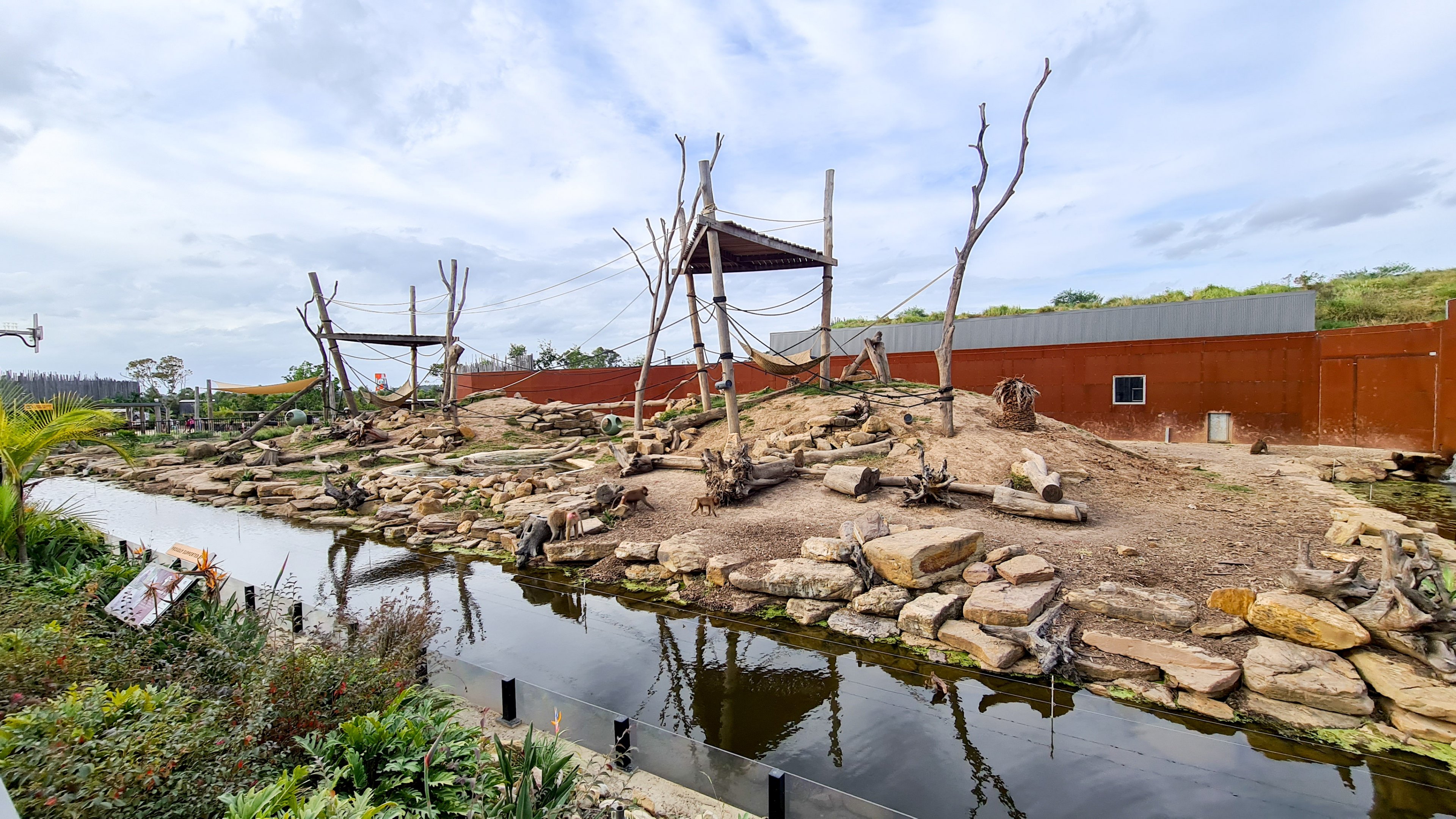 Hamadryas baboon enclosure
