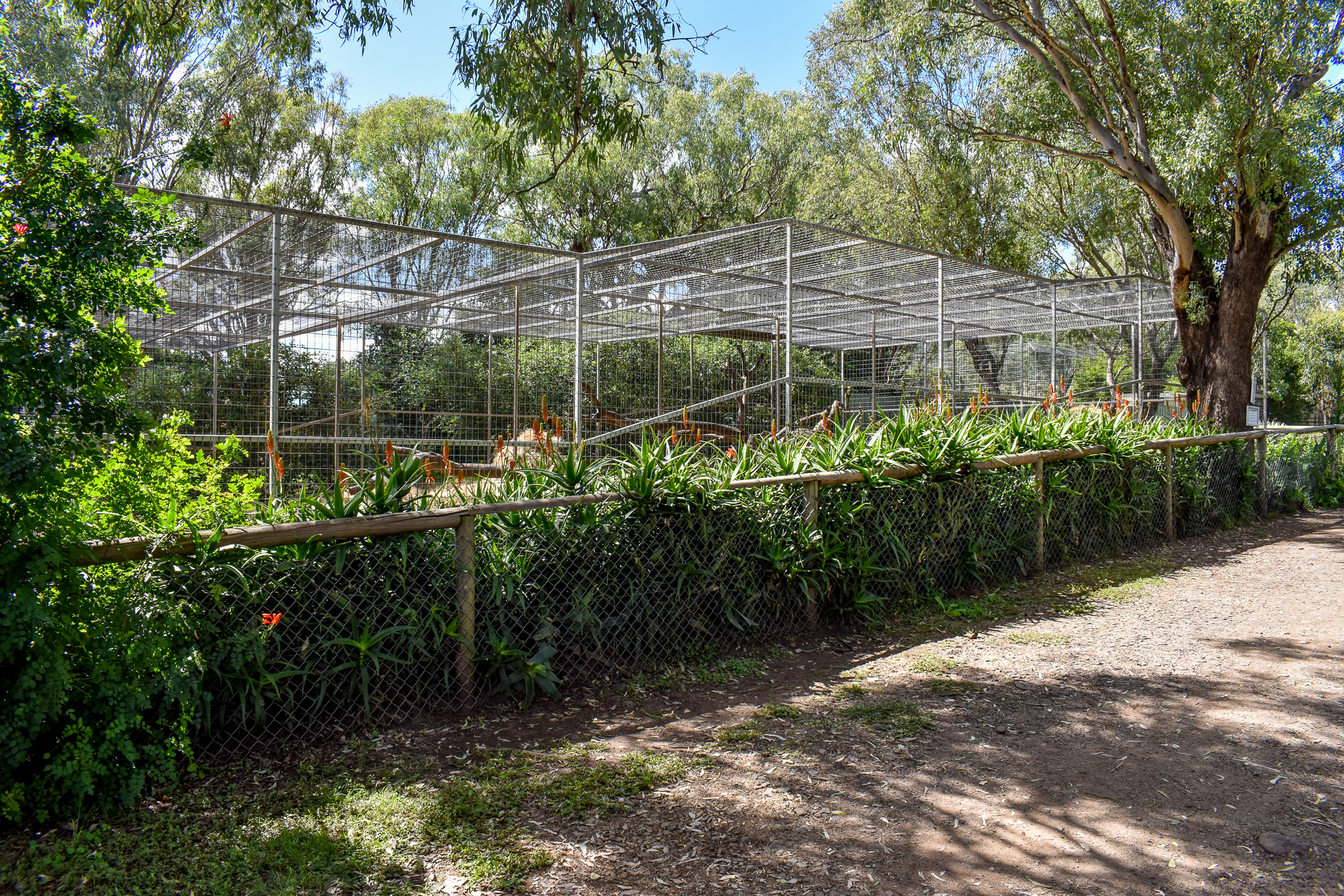 Hamadryas Baboon Enclosure