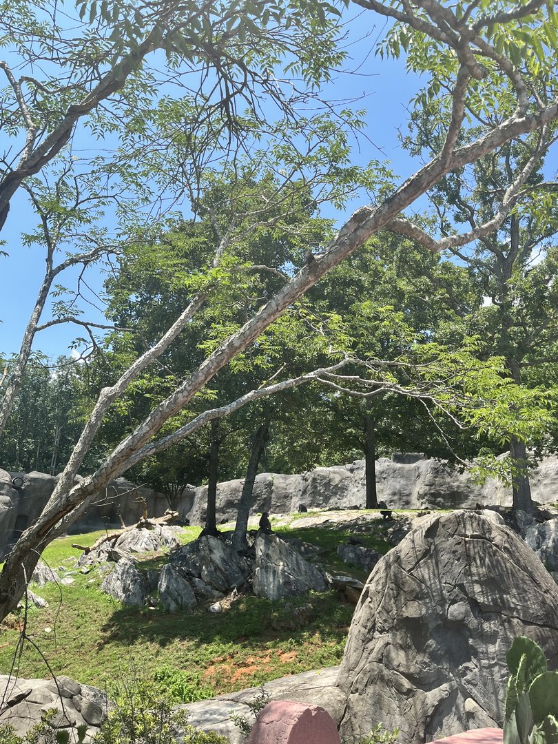 Hamadryas Baboon Enclosure