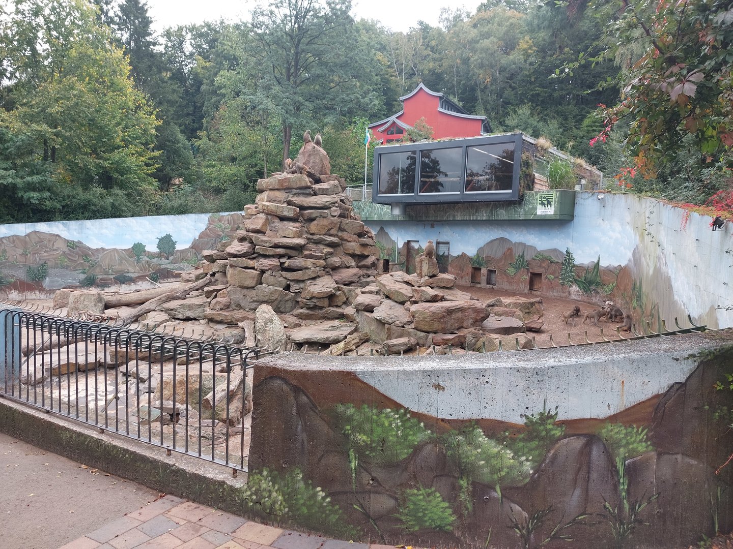 Hamadryas baboon enclosure
