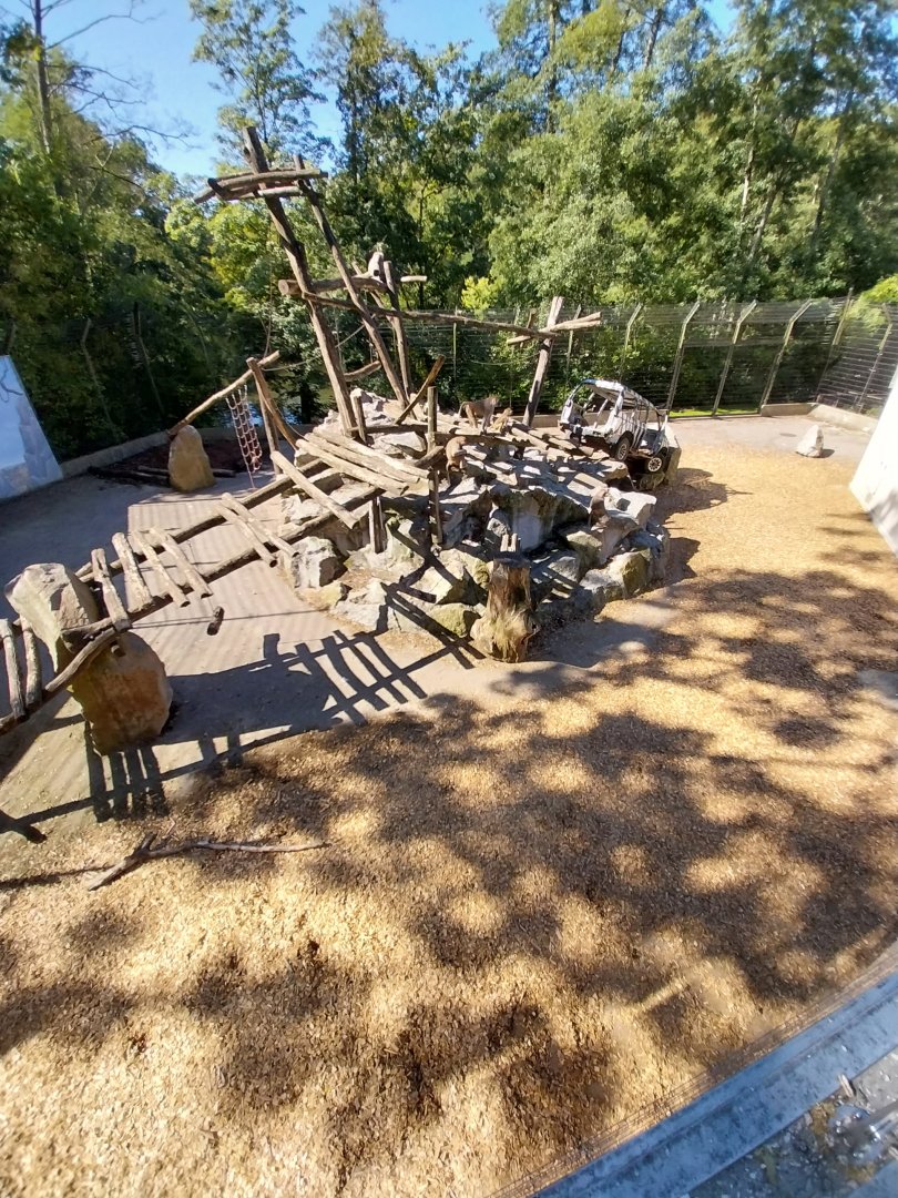 Hamadryas baboon enclosure