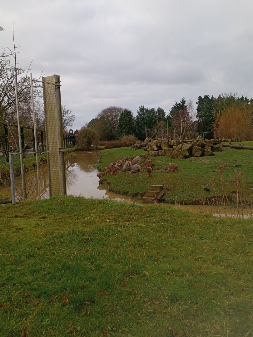 Hamadryas Baboon enclosure