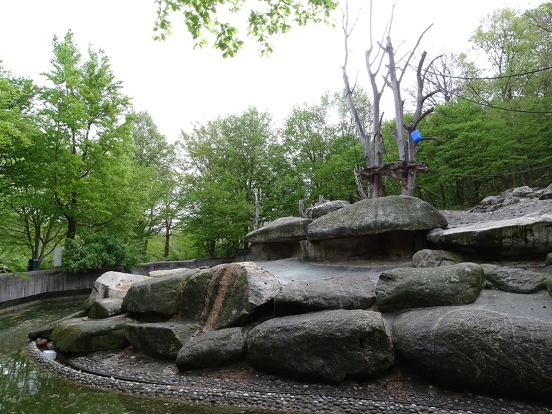 Hamadryas baboon enclosure