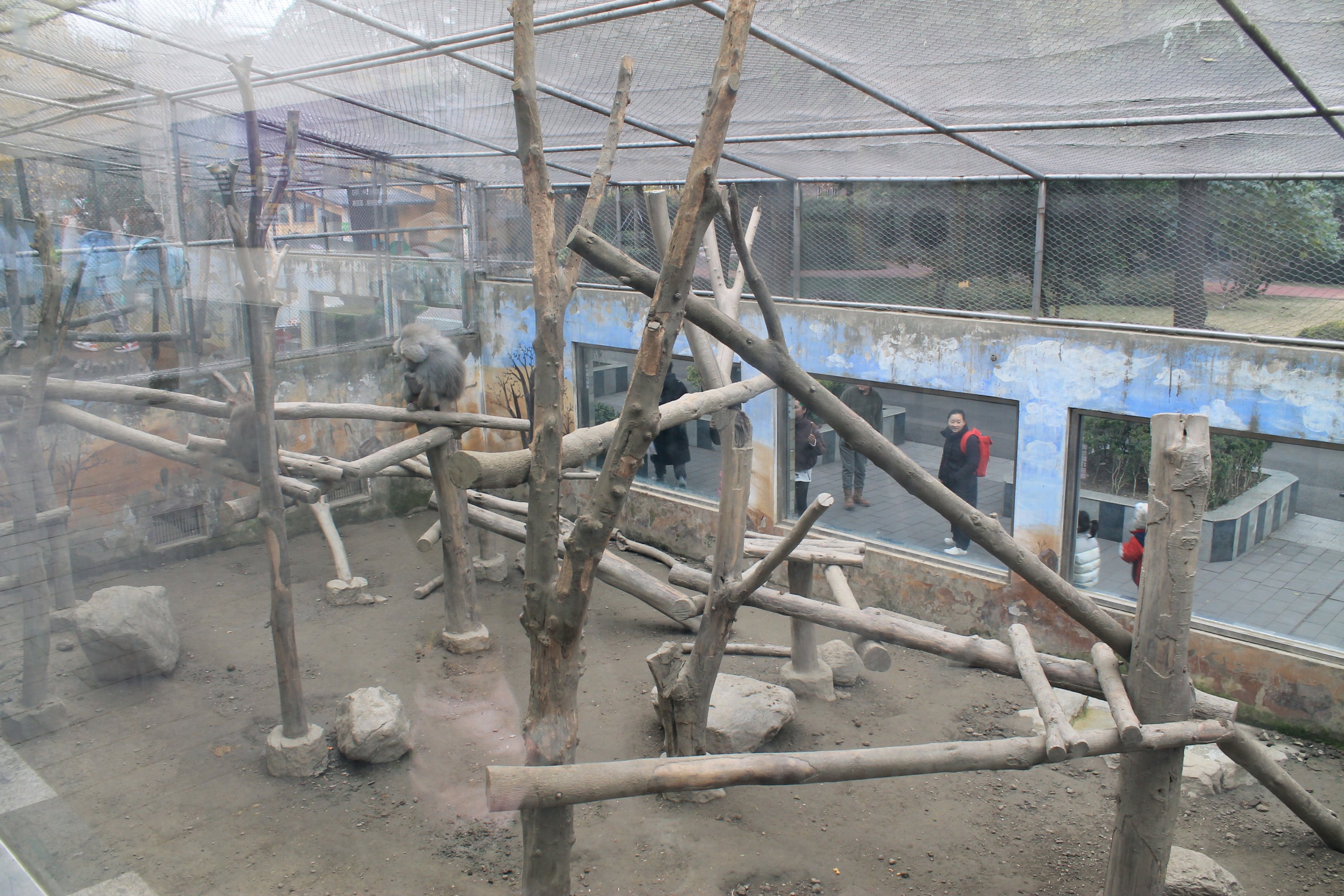Hamadryas Baboon enclosure