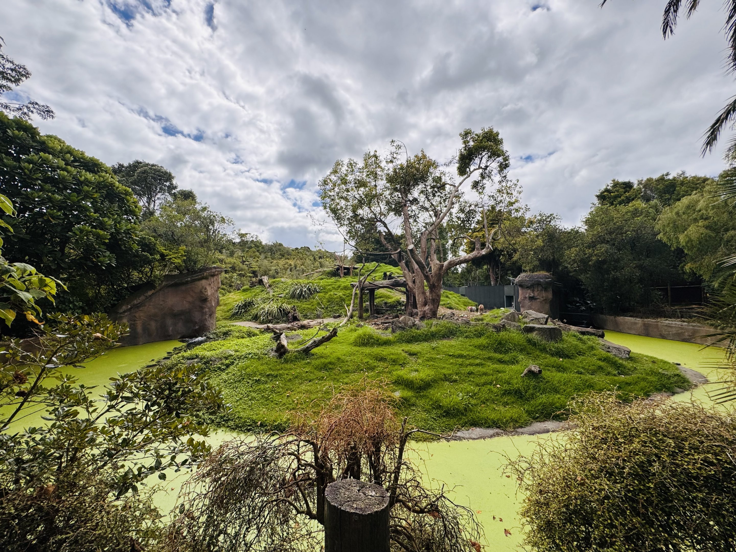 Hamadryas baboon enclosure