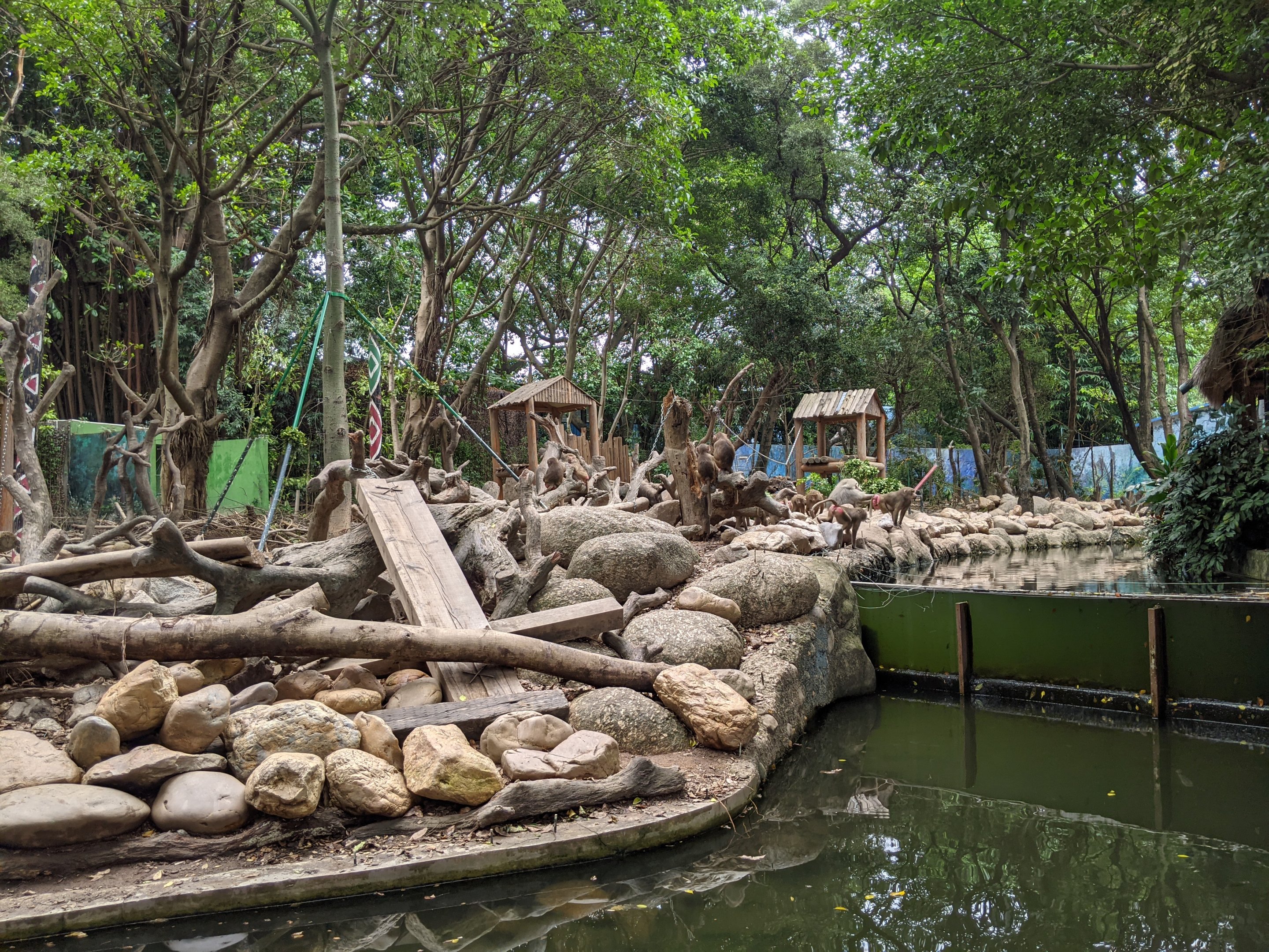 Hamadryas Baboon enclosure