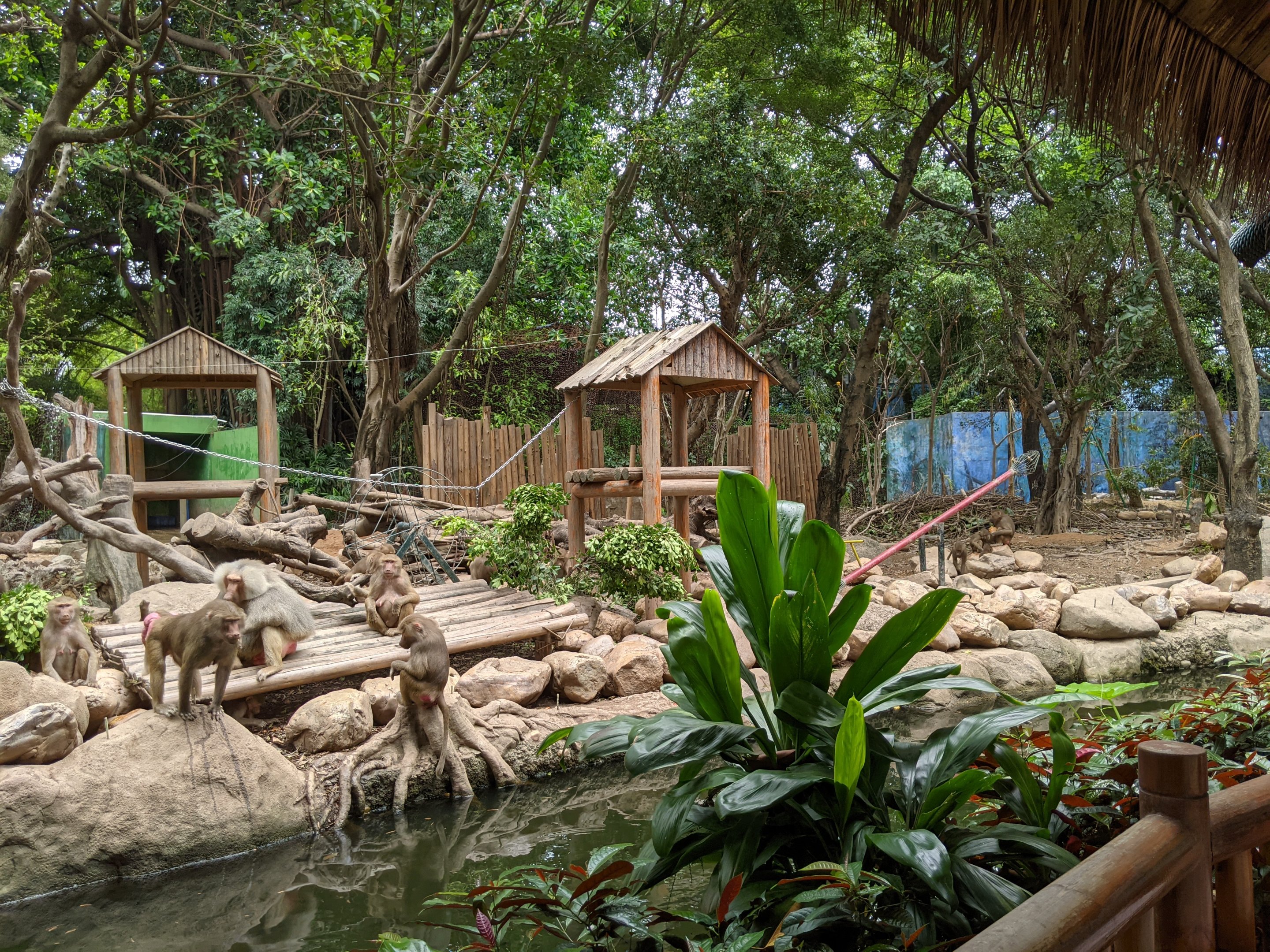 Hamadryas Baboon enclosure