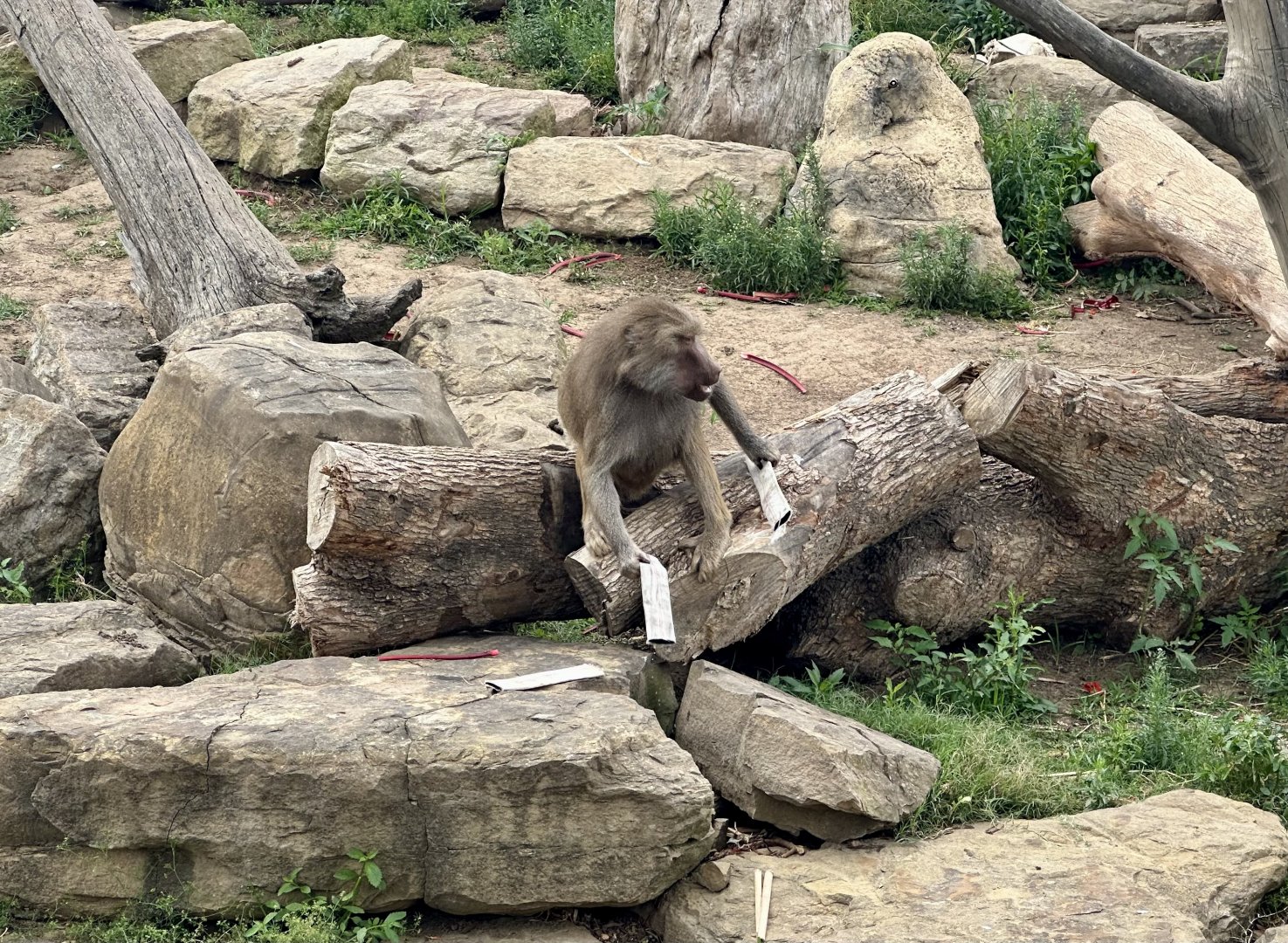 Hamadryas Baboon Enrichment