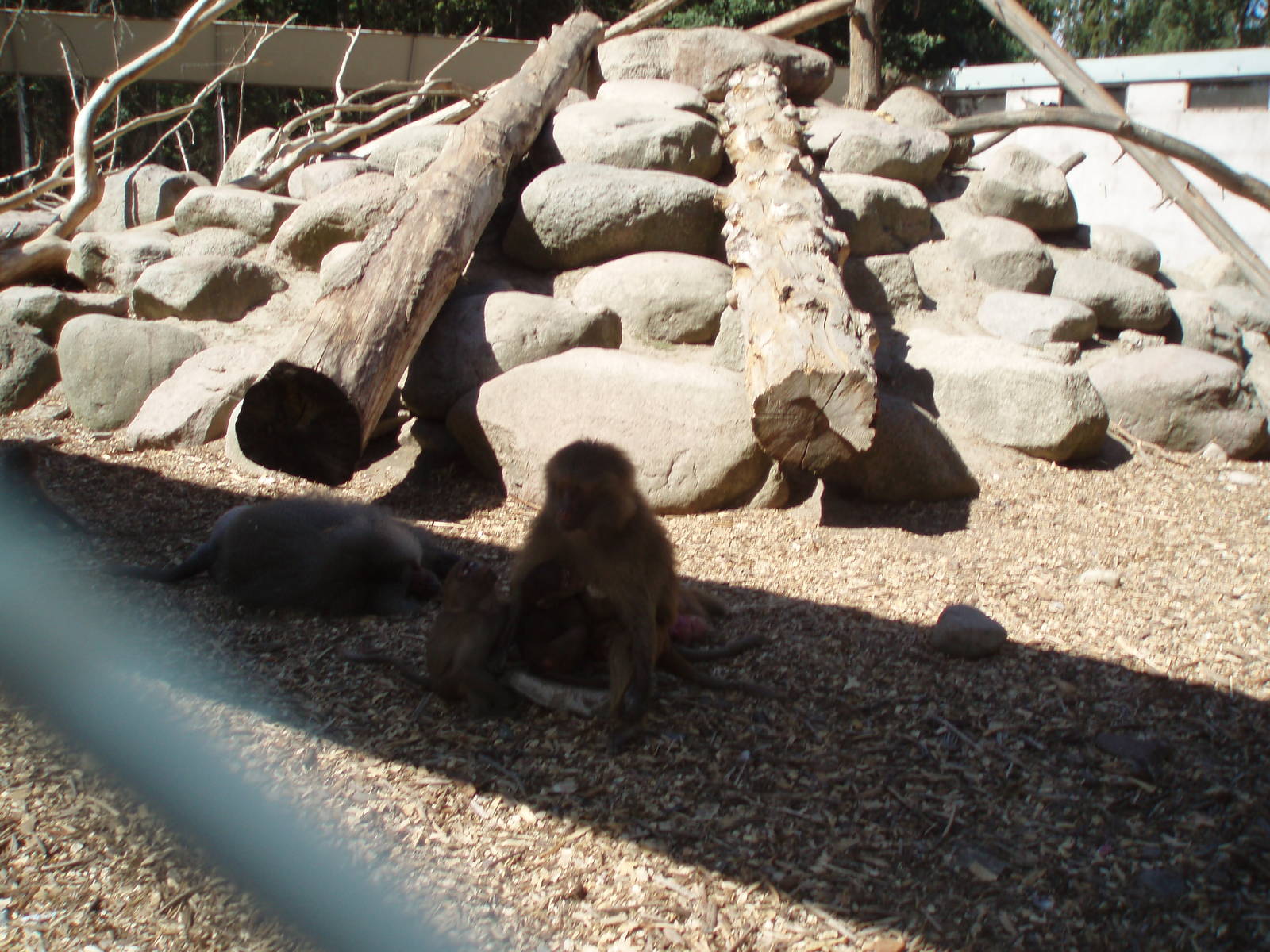 Hamadryas Baboon exbith