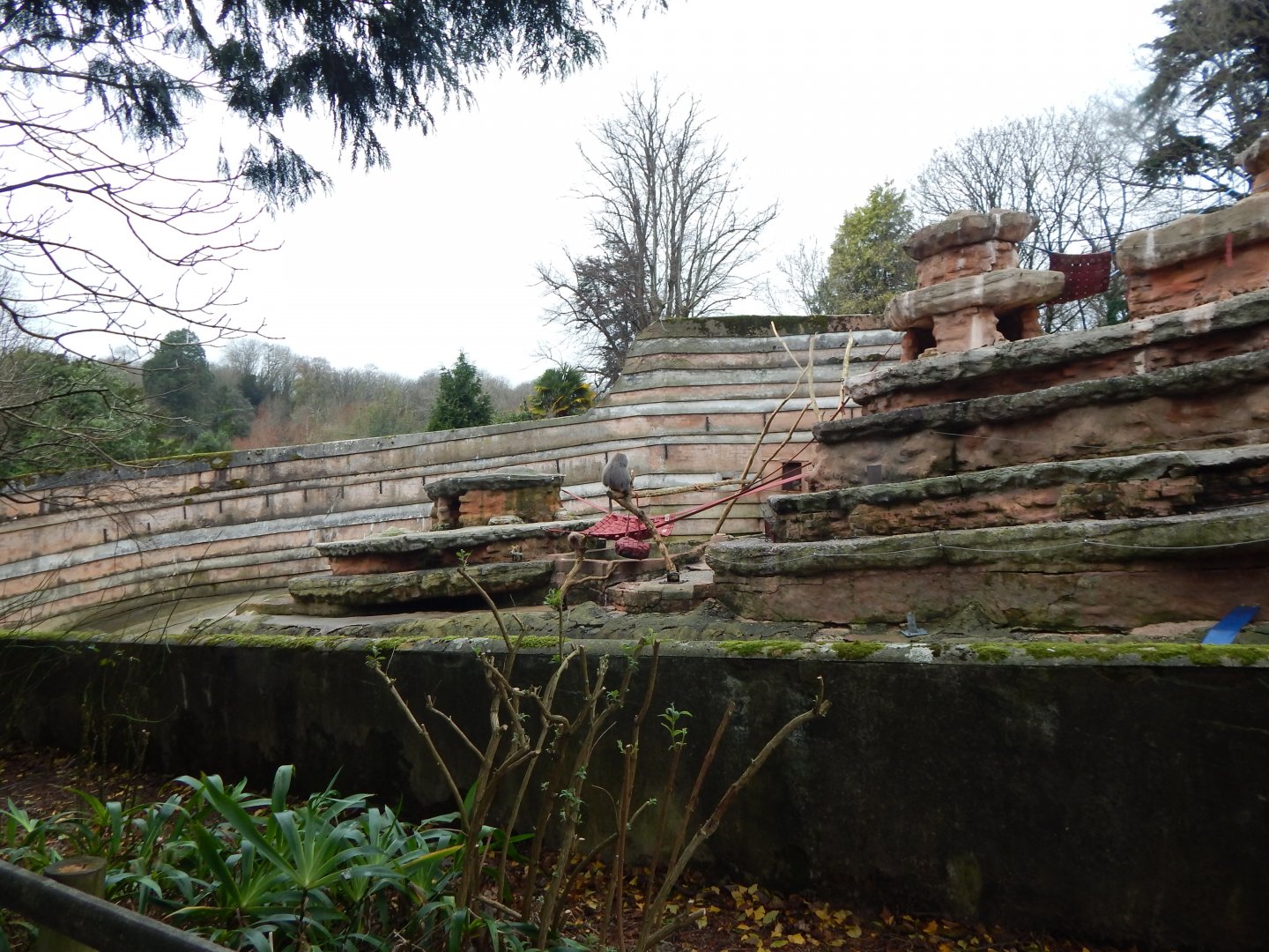 Hamadryas baboon exhibit 111224