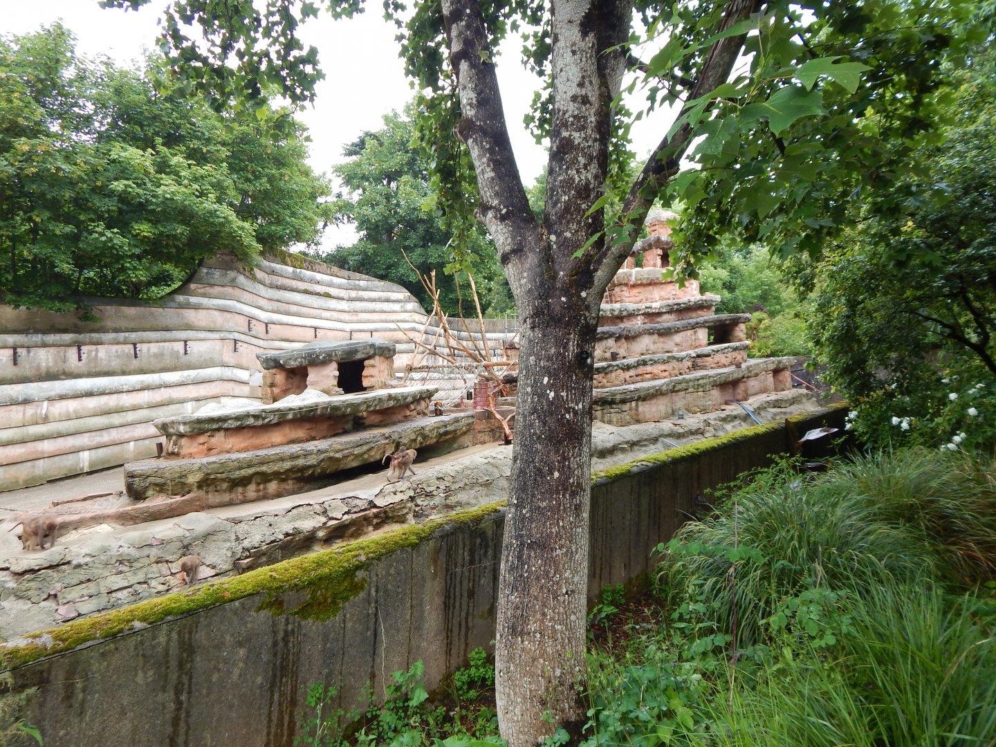 Hamadryas baboon exhibit 130624