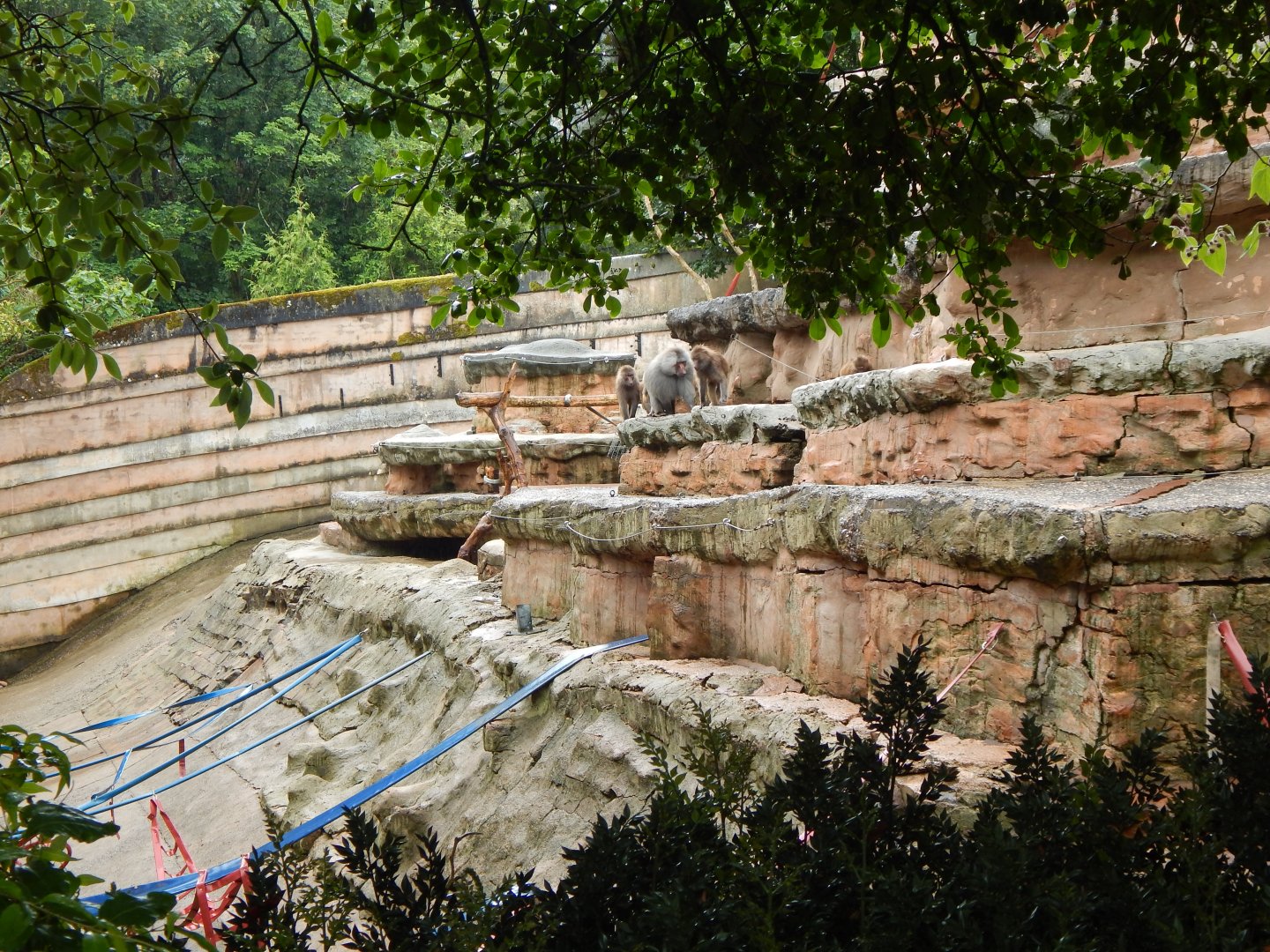 Hamadryas baboon exhibit 130624