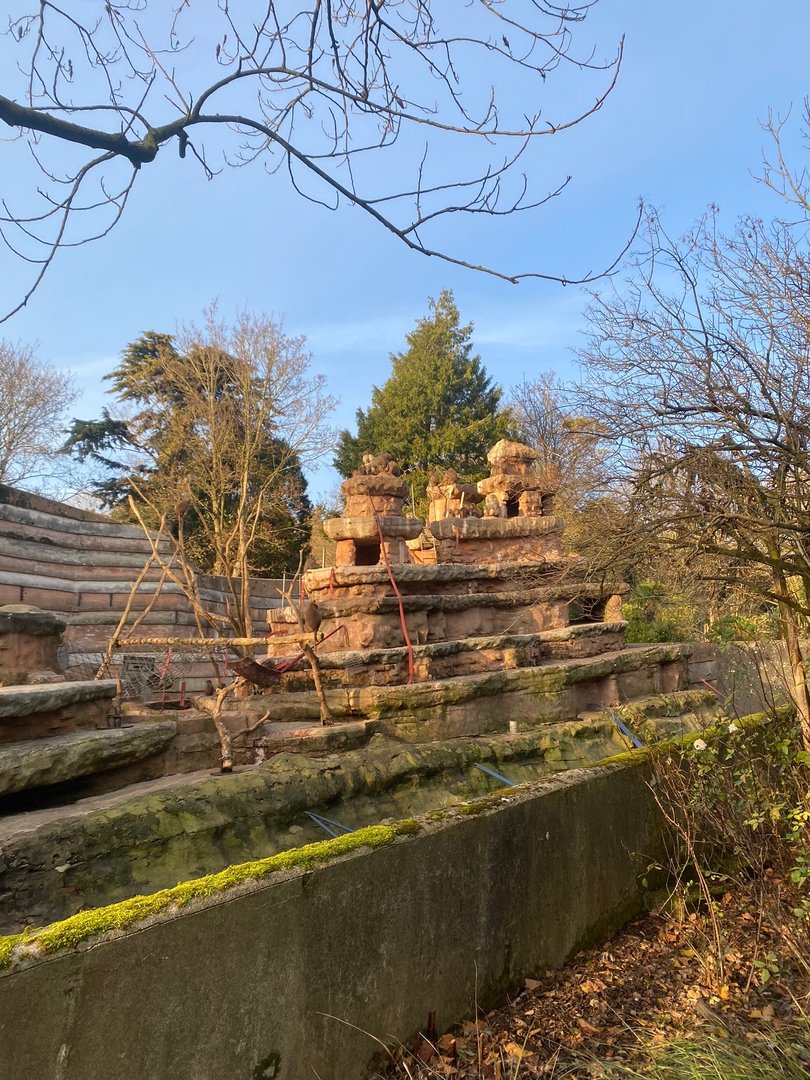 Hamadryas baboon exhibit 161222