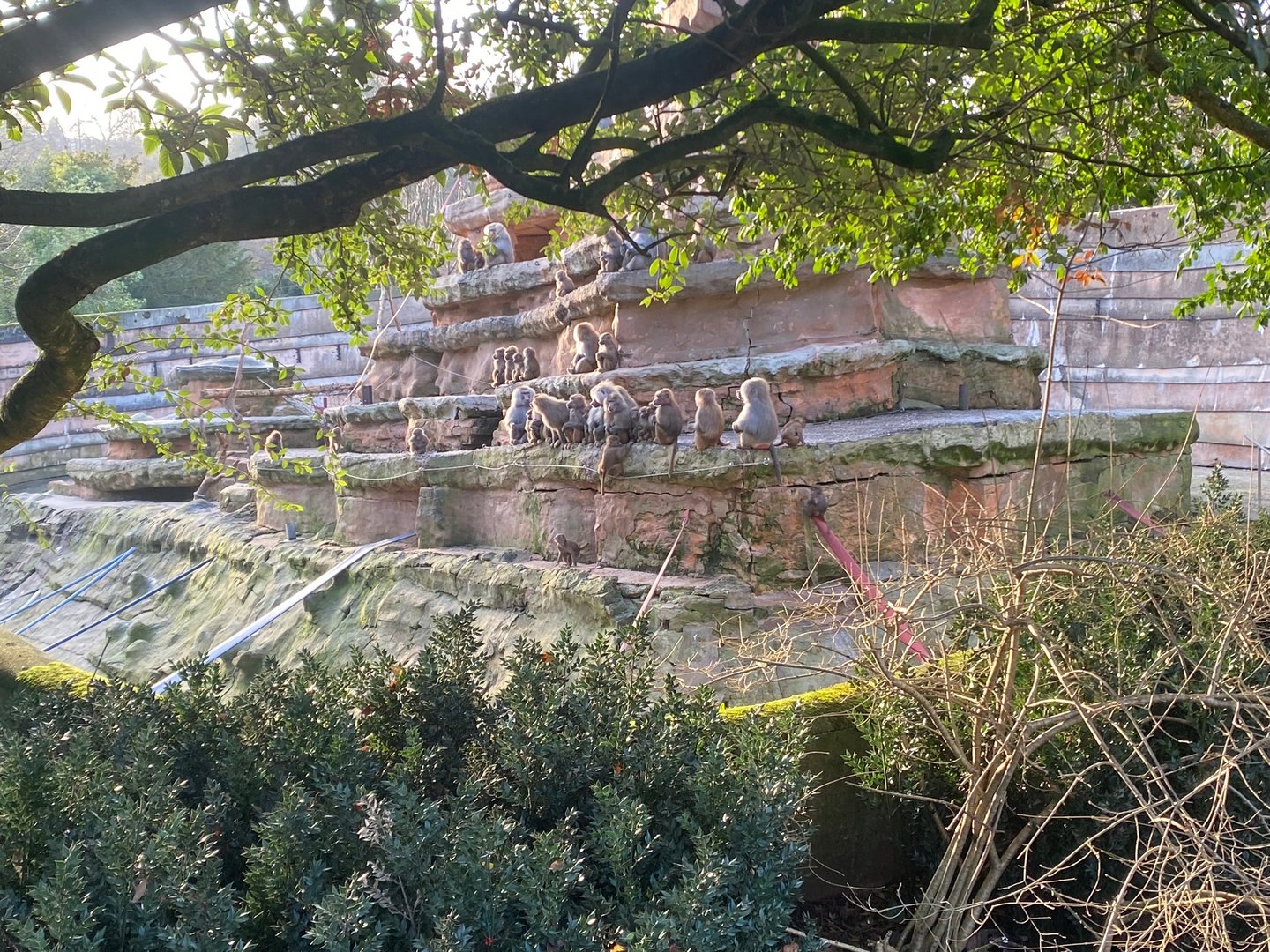 Hamadryas baboon exhibit 161222