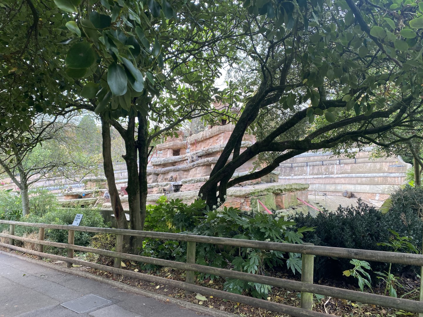 Hamadryas baboon exhibit 201121