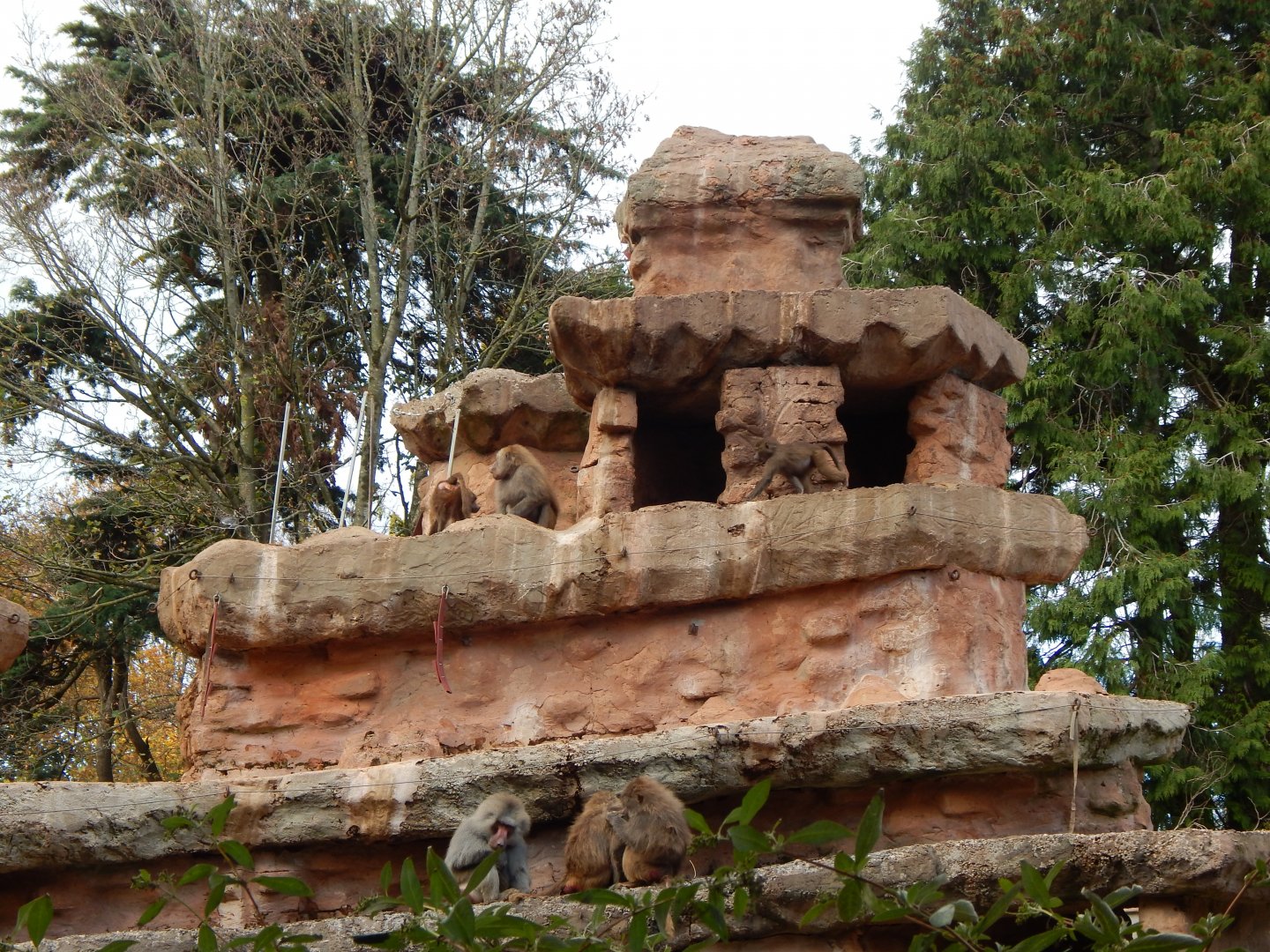 Hamadryas baboon exhibit 201121