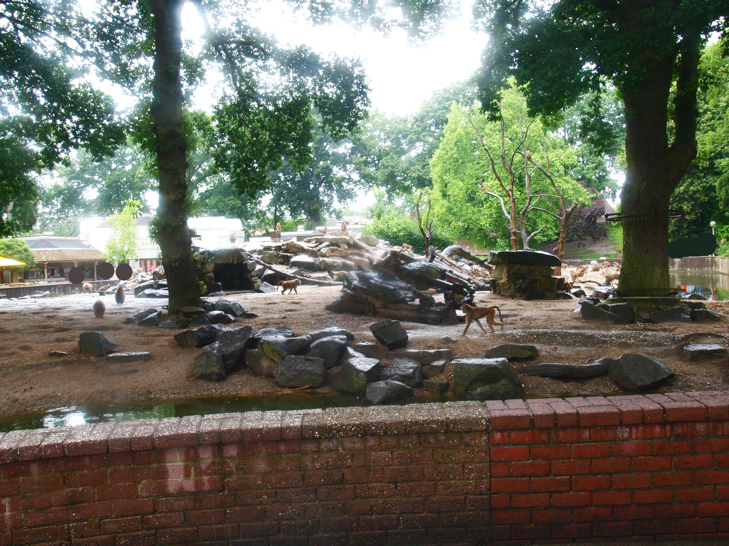 Hamadryas baboon exhibit, 2015-07-19