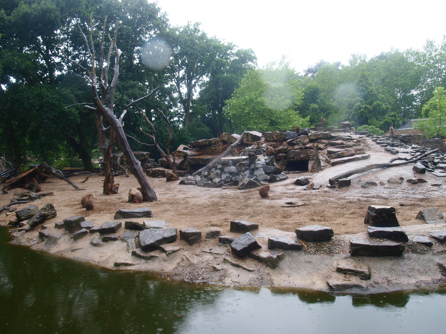 Hamadryas baboon exhibit, 2015-07-19