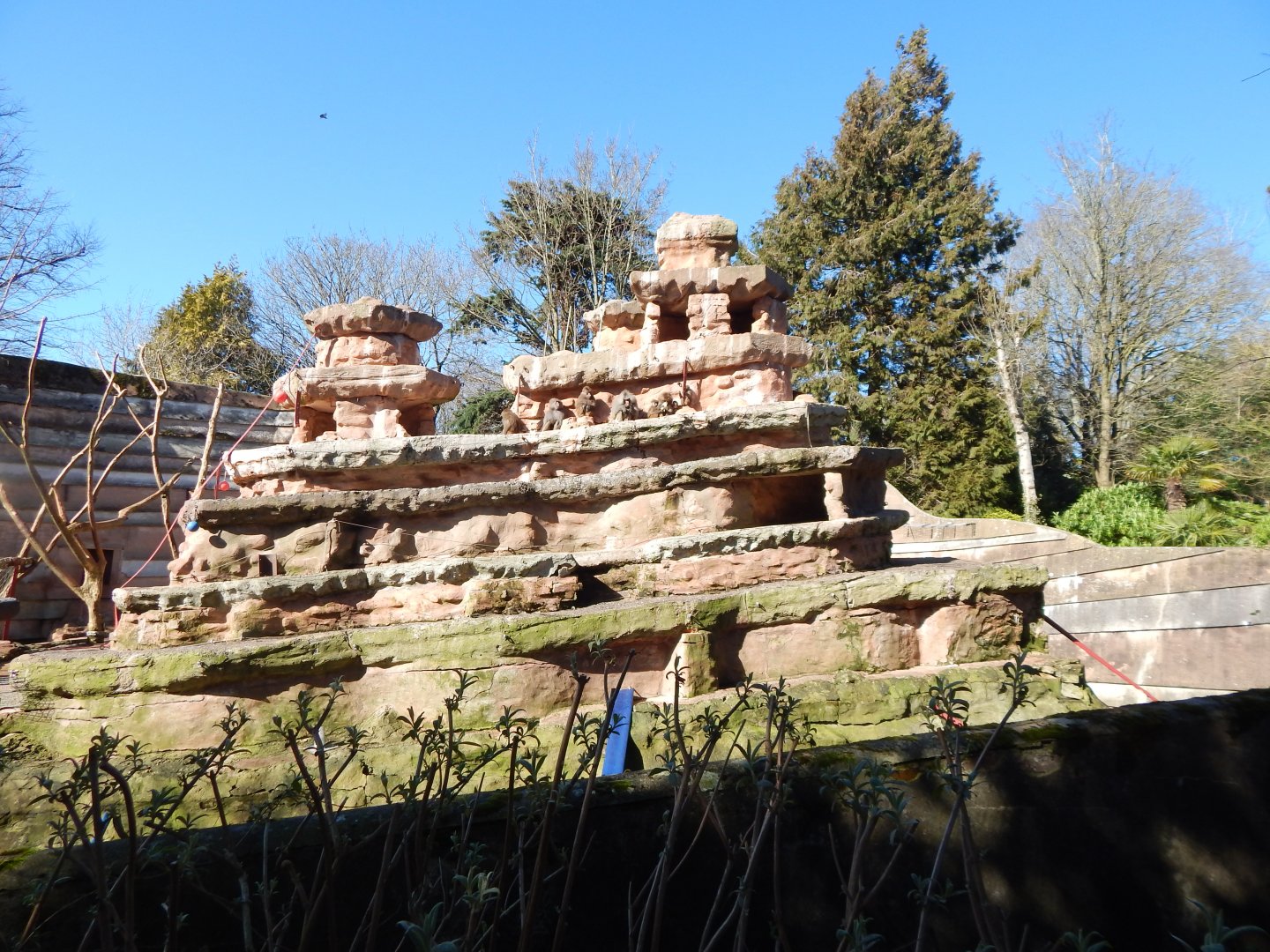 Hamadryas baboon exhibit 240222