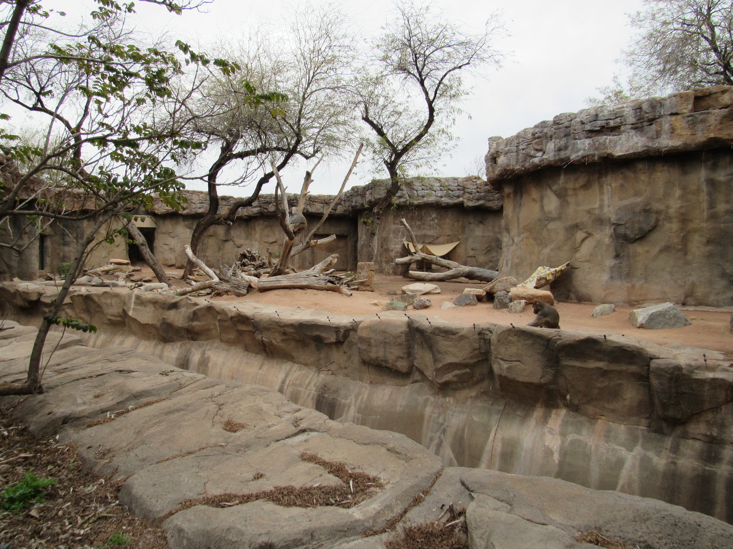 Hamadryas Baboon Exhibit - 3/7/23