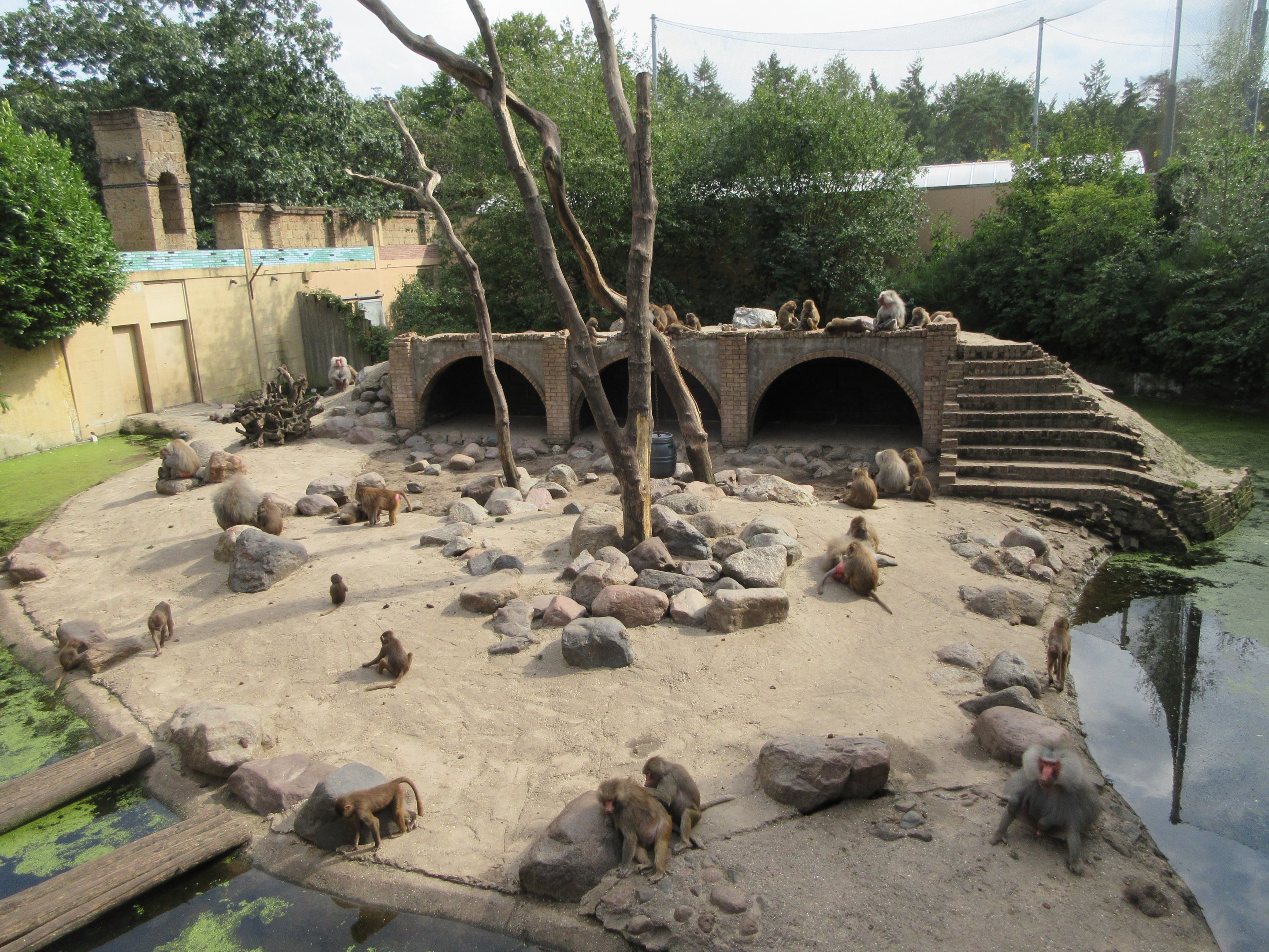 Hamadryas Baboon Exhibit (50% of enclosure)