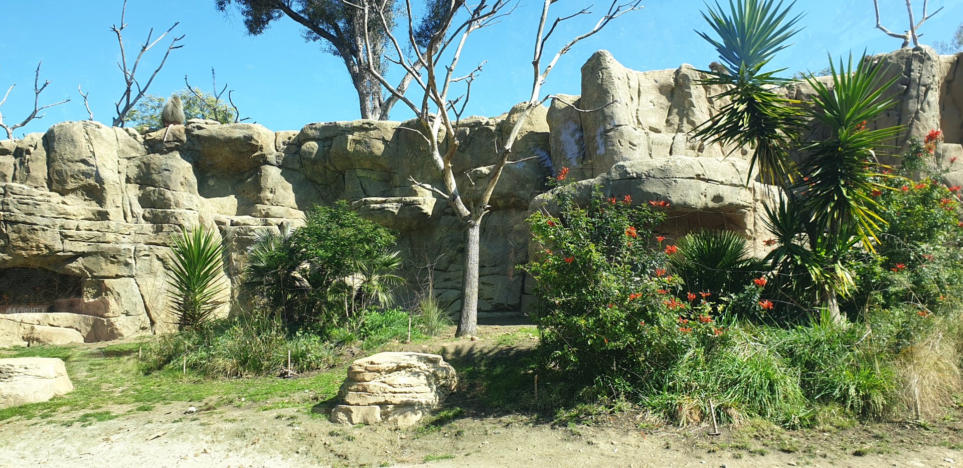 Hamadryas baboon exhibit, Africa Rocks