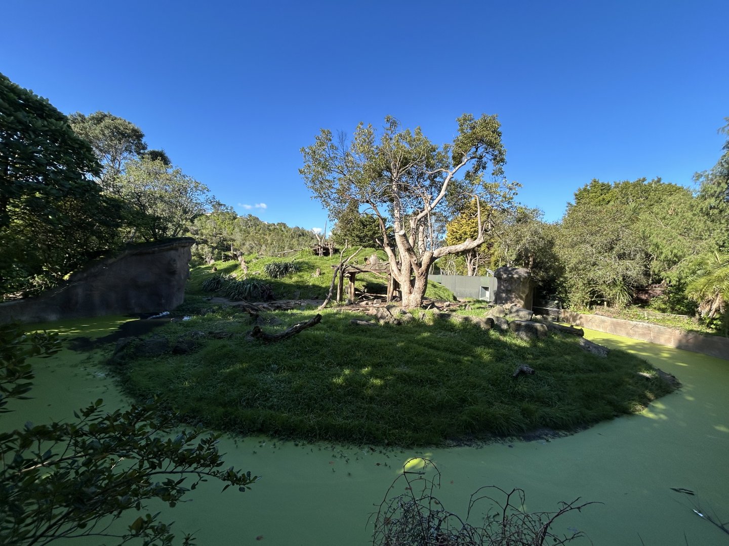 Hamadryas Baboon Exhibit - African Safari Track