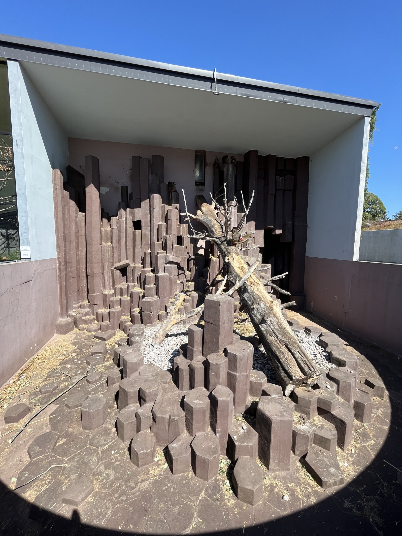 Hamadryas Baboon Exhibit -dreadful!