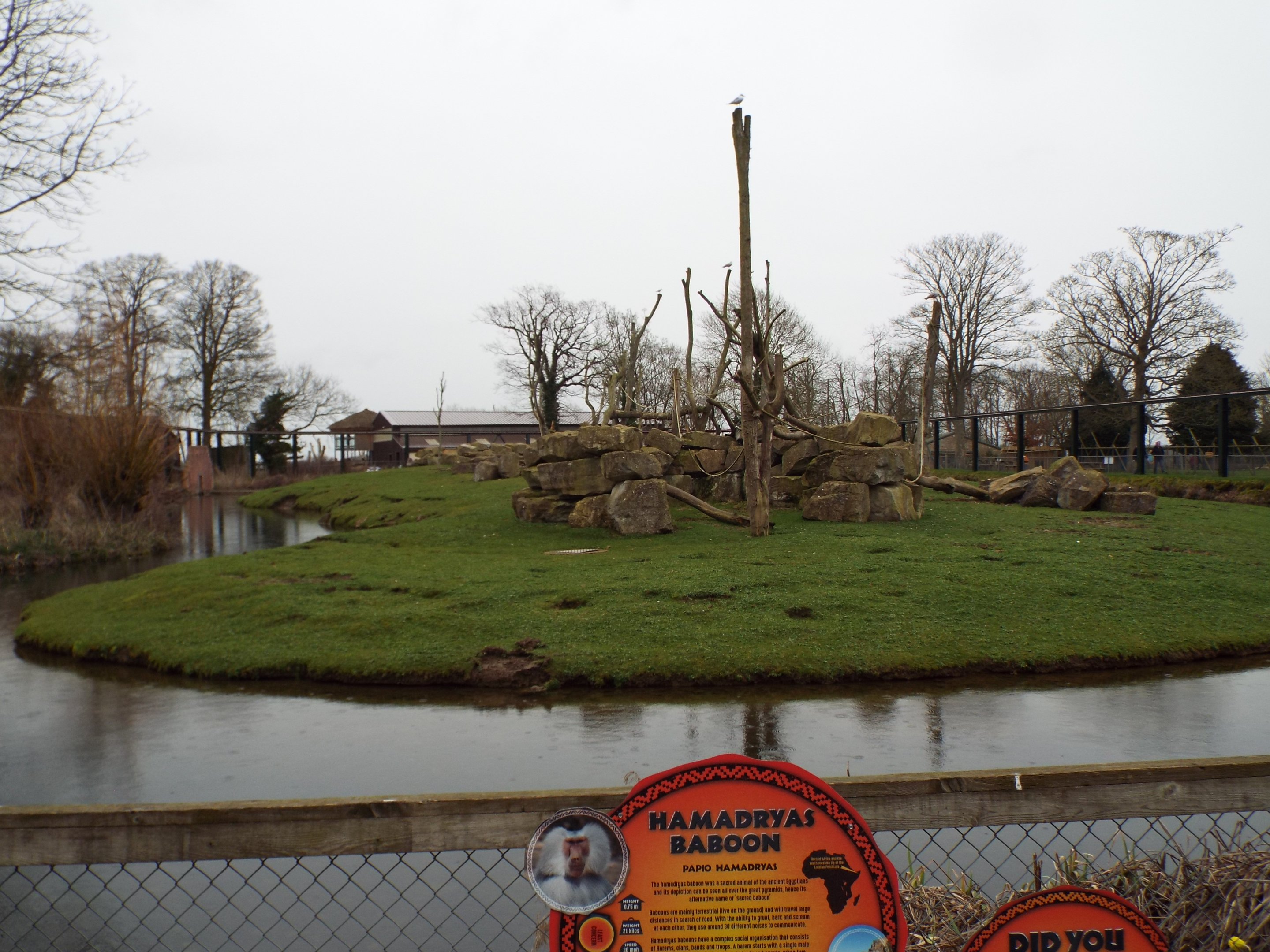 Hamadryas Baboon Exhibit Flamingo Land