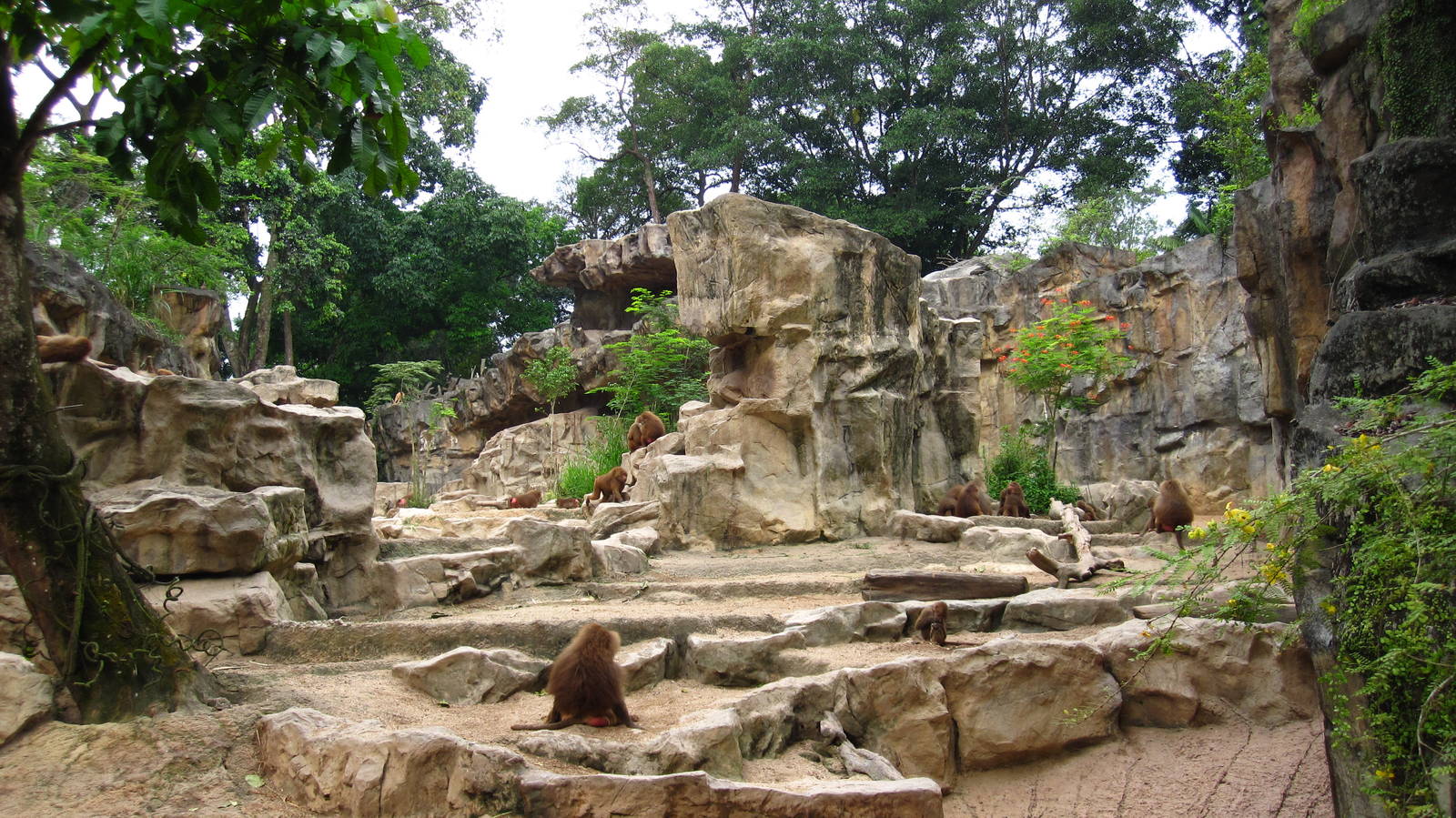Hamadryas Baboon Exhibit, Great Rift Valley of Ethiopia - Singapore Zoo