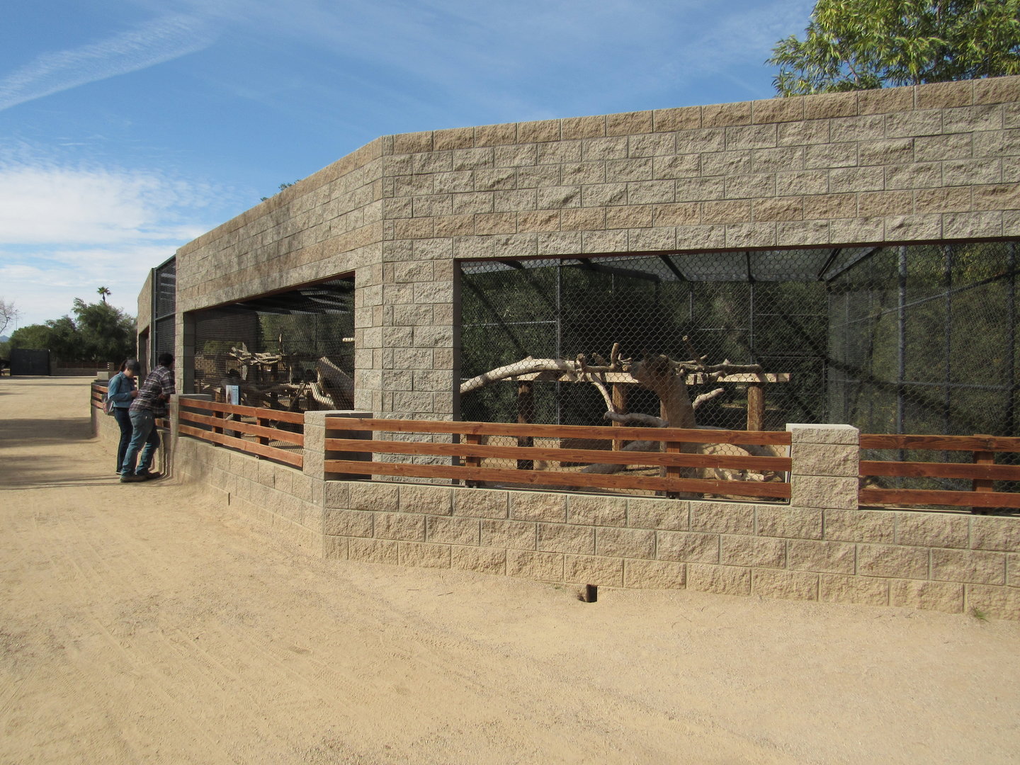 Hamadryas Baboon Exhibit in the Safari Park - 3/6/23