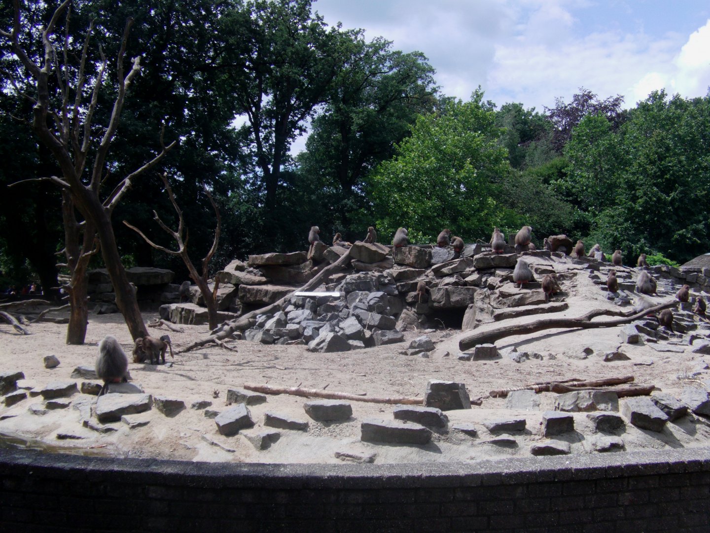 Hamadryas baboon exhibit - July 2011