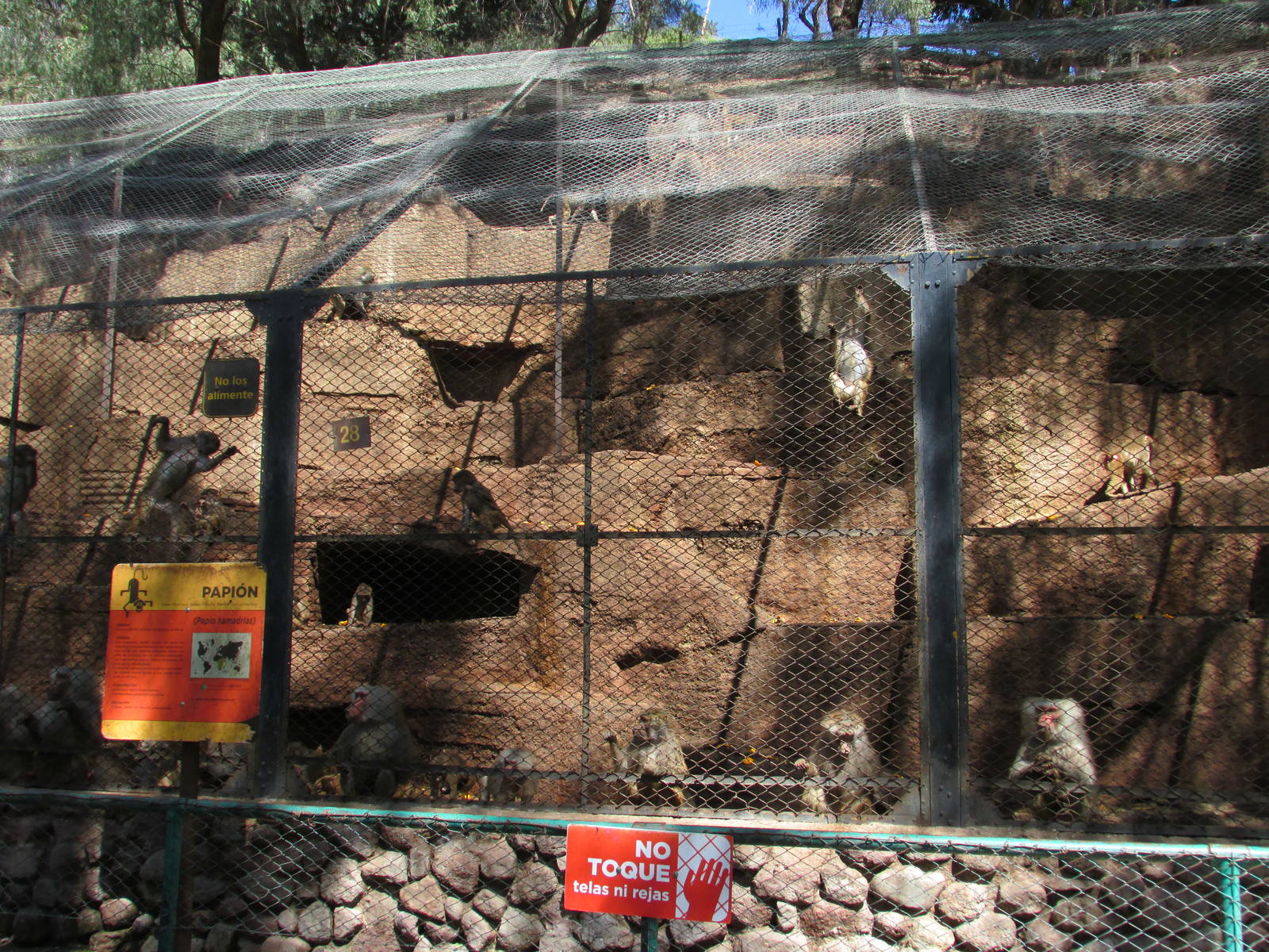 hamadryas baboon exhibit mendoza zoo