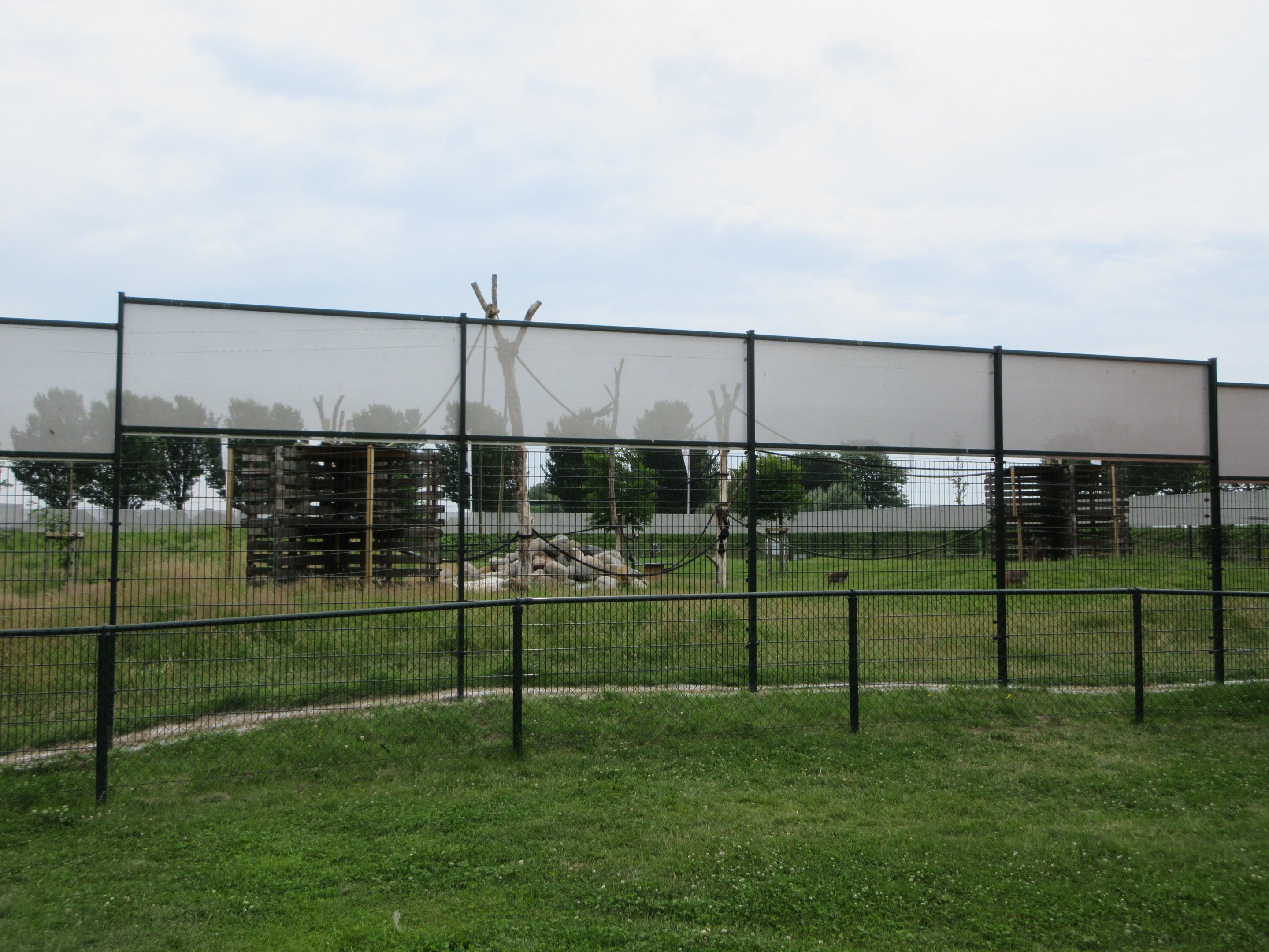 Hamadryas Baboon Exhibit (New in 2019)