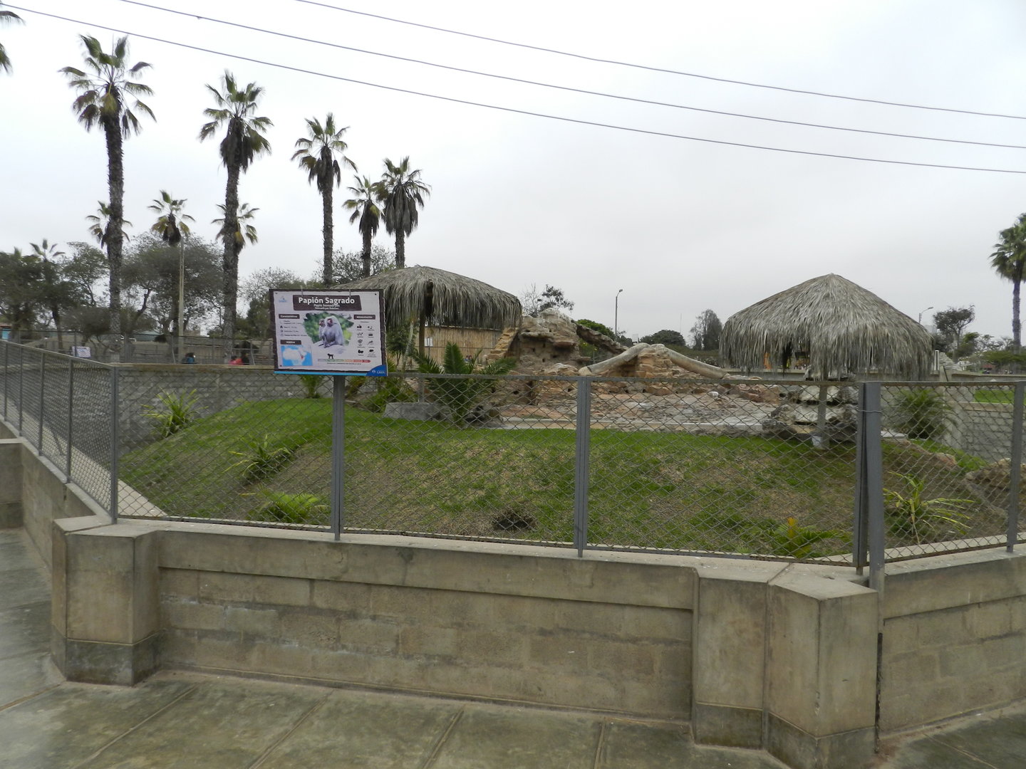 Hamadryas baboon exhibit - Parque de Las Leyendas