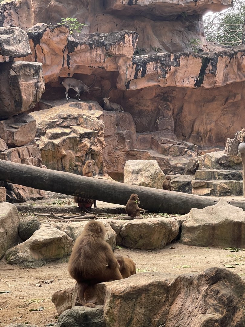 Hamadryas baboon exhibit, Singapore Zoo