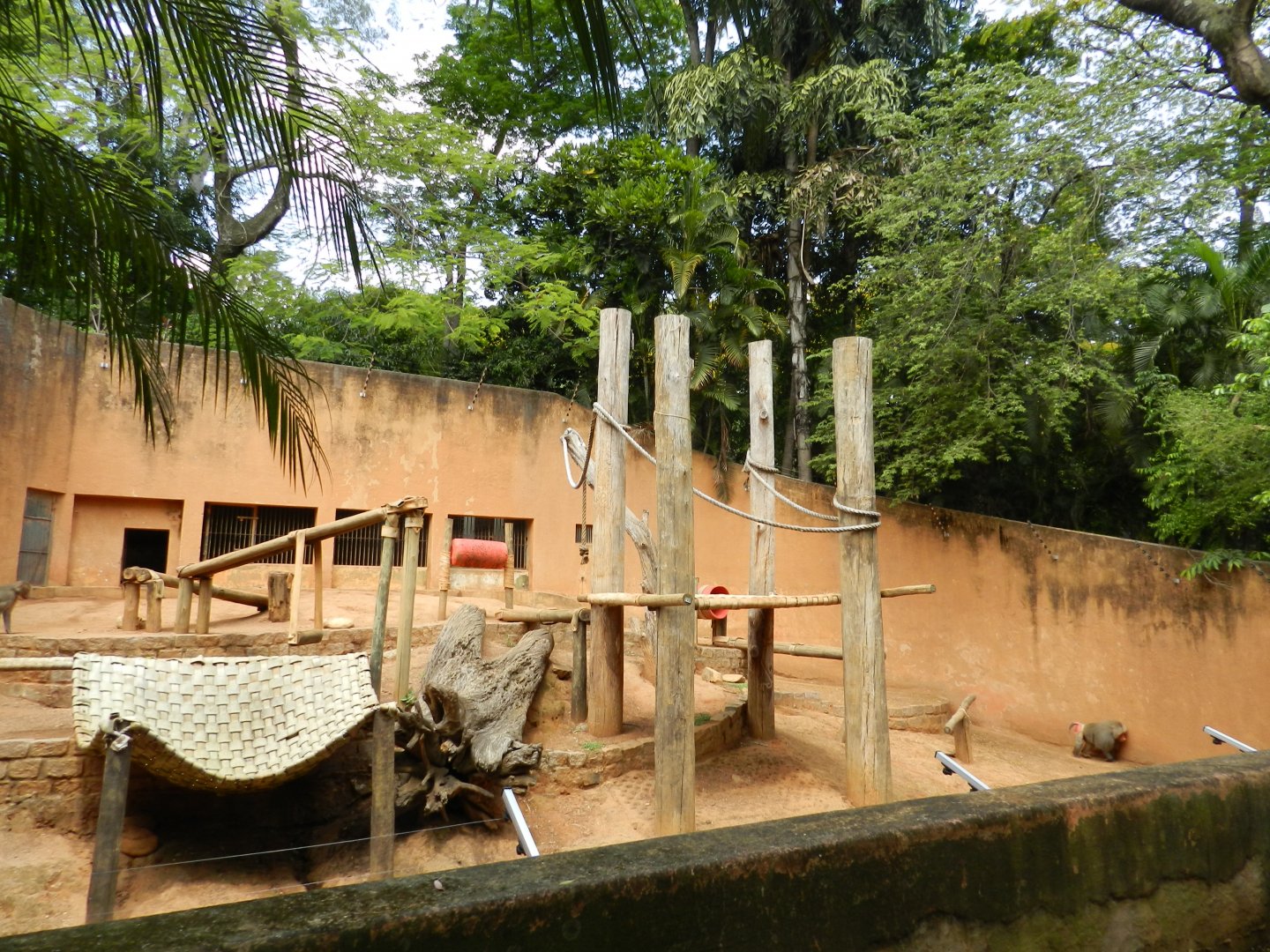 Hamadryas baboon exhibit - Sorocaba zoo (PZMQB)