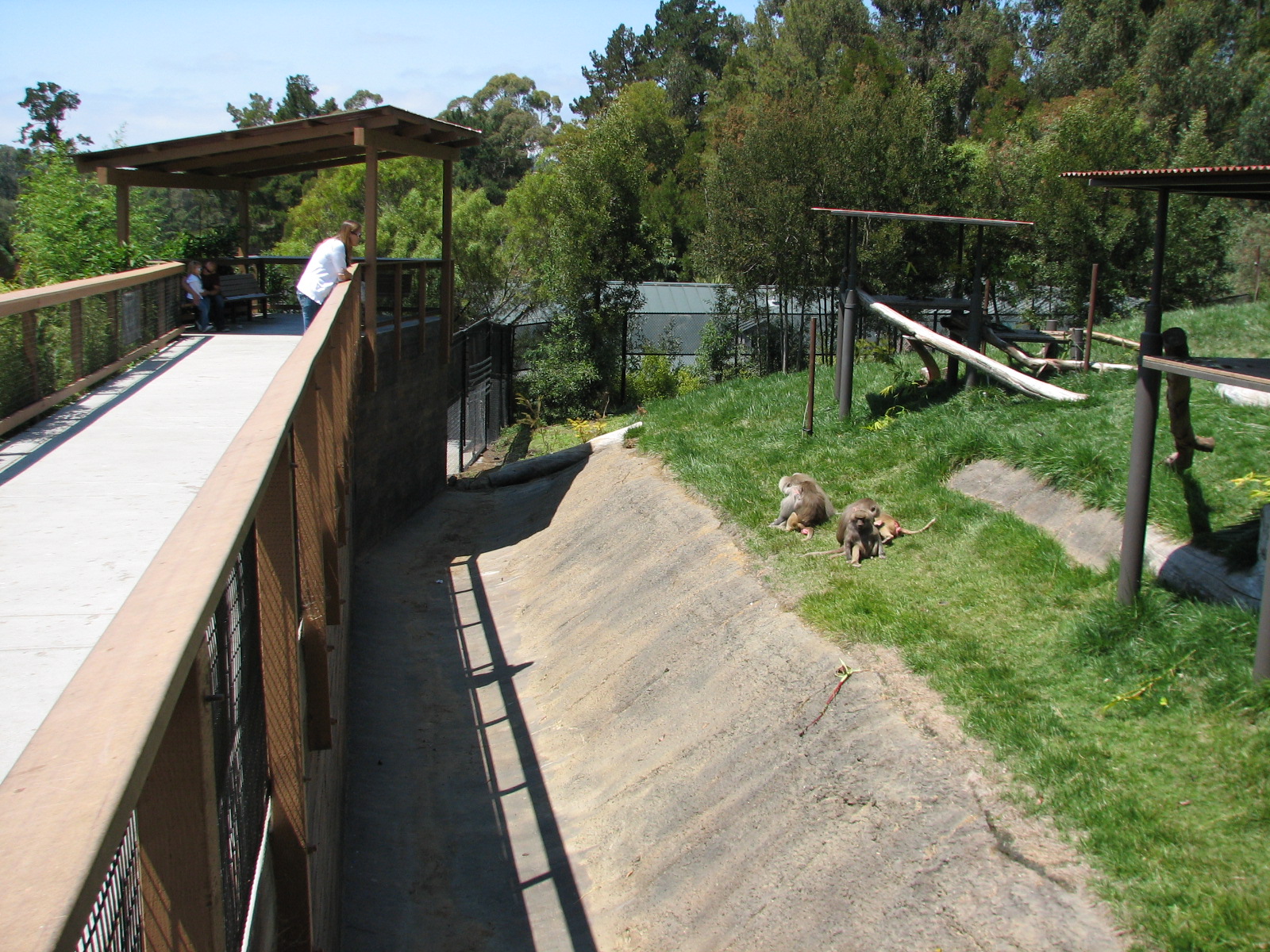 Hamadryas Baboon Exhibit - Viewing Area